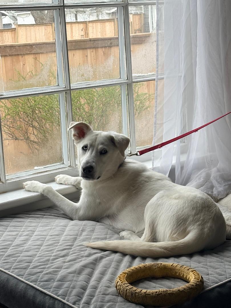 Enlarge Noelle, a Adoptable mixed breed in Climax, MI image 4/6