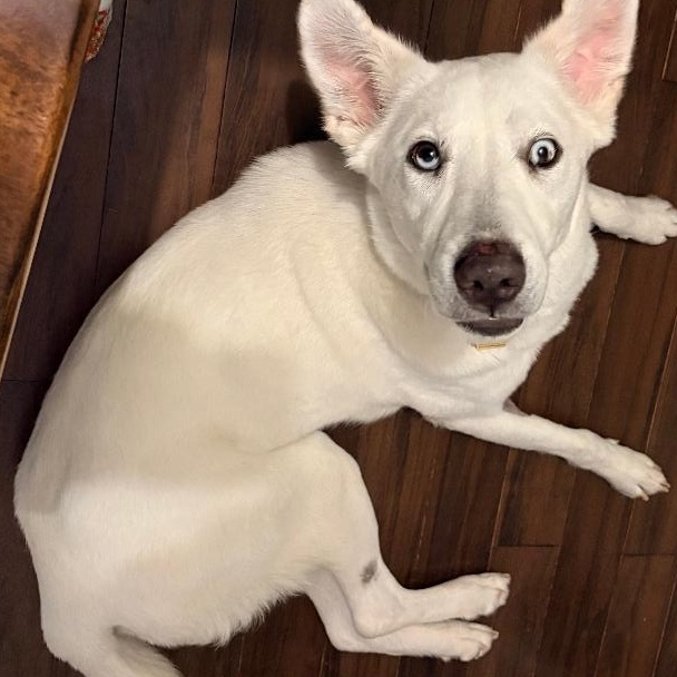 Enlarge Noelle, a Adoptable mixed breed in Climax, MI image 3/6