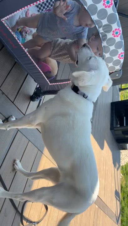 Enlarge Noelle, a Adoptable mixed breed in Climax, MI video 6/6