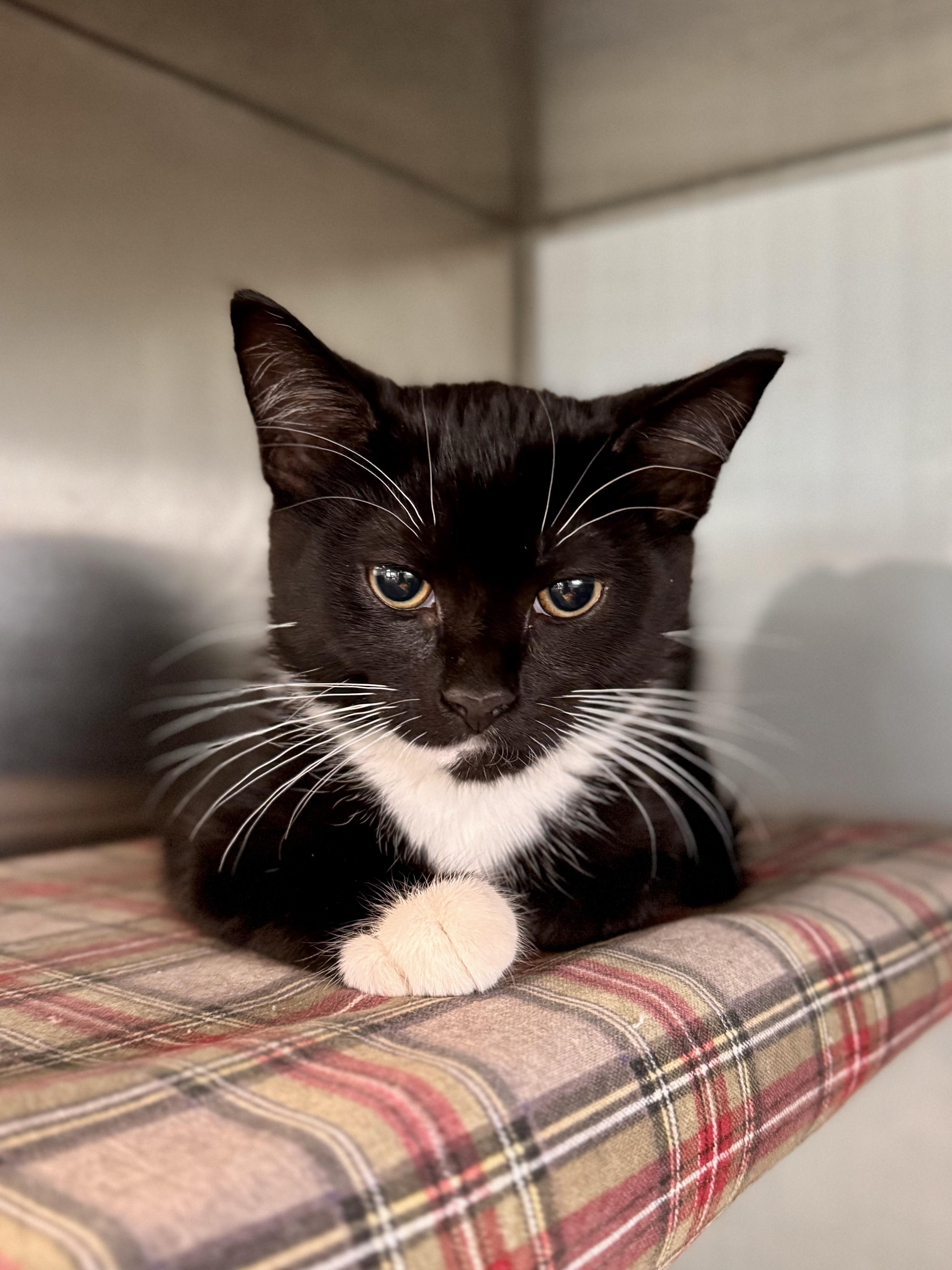 Brad Kitt, an adopted American Shorthair in Midland, MI image 1/4