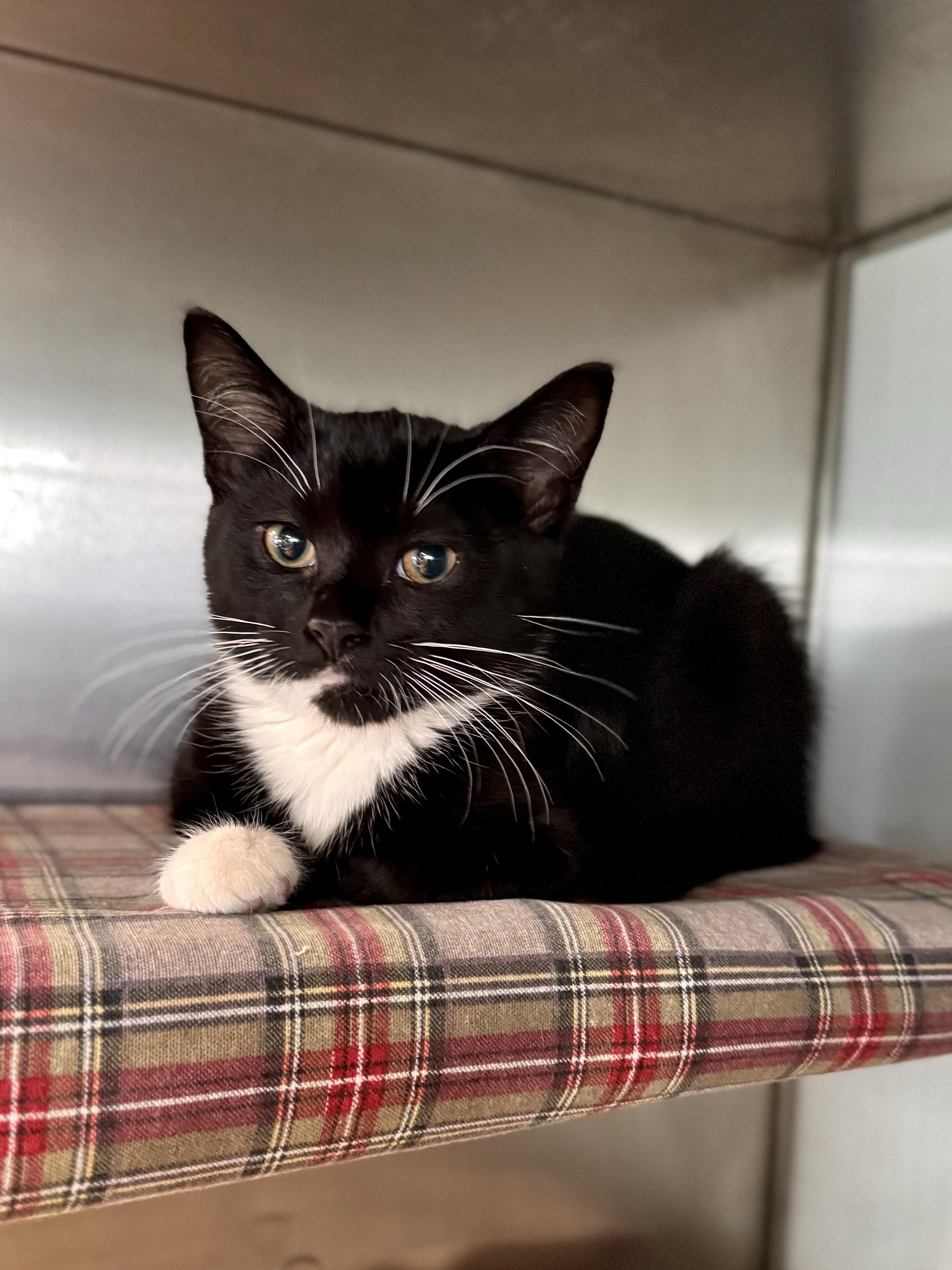 Brad Kitt, an adopted American Shorthair in Midland, MI image 4/4