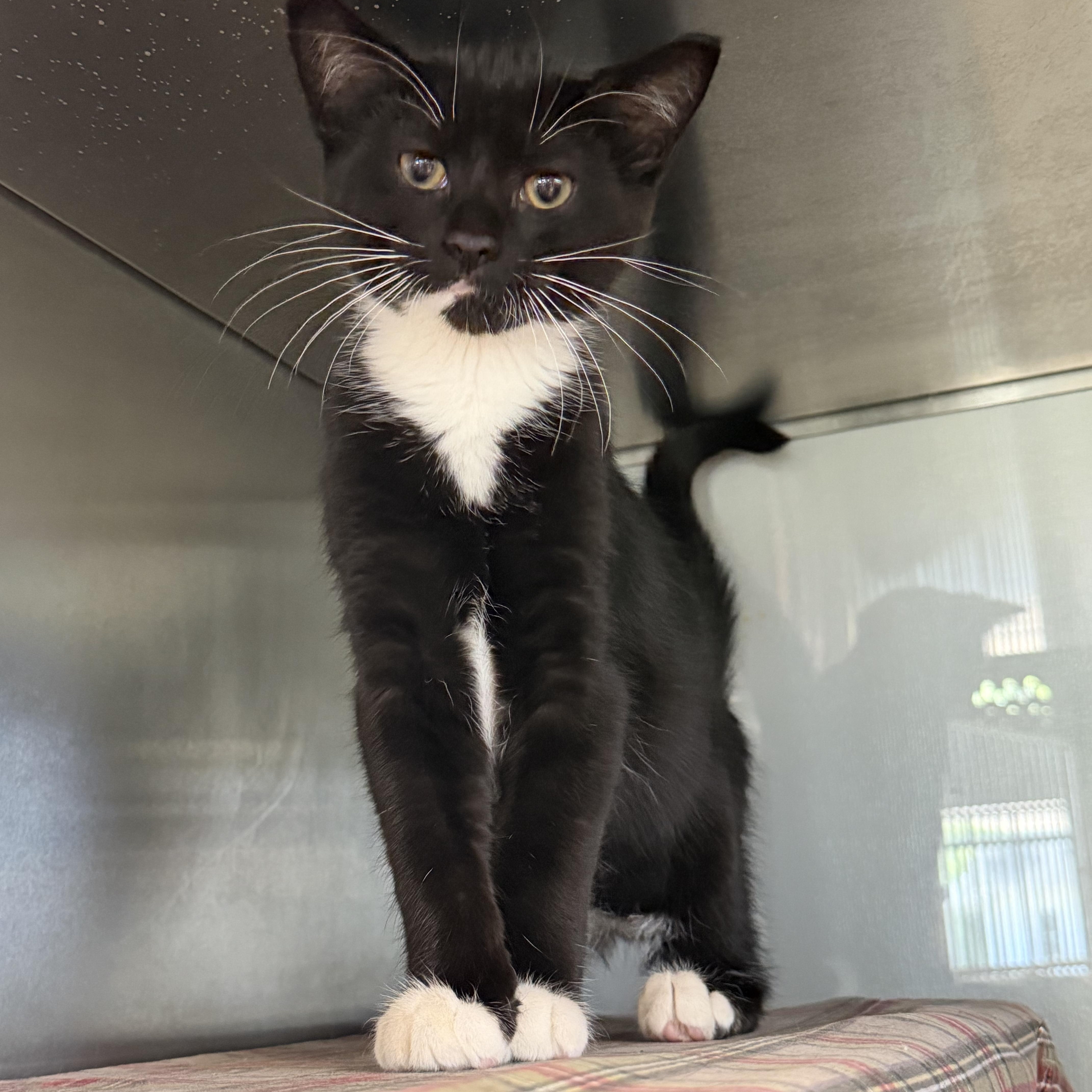 Brad Kitt, an adopted American Shorthair in Midland, MI image 2/4
