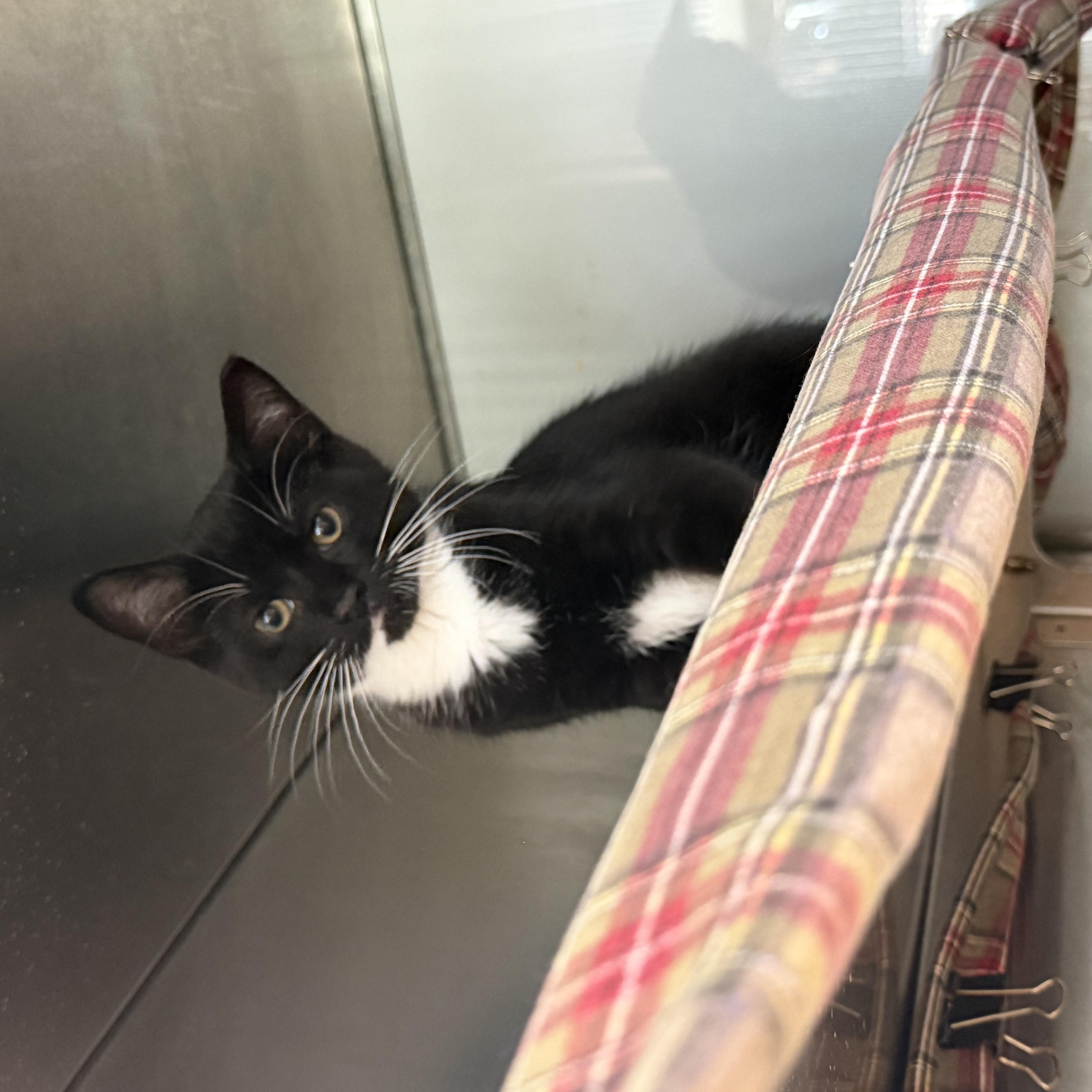 Brad Kitt, an adopted American Shorthair in Midland, MI image 3/4