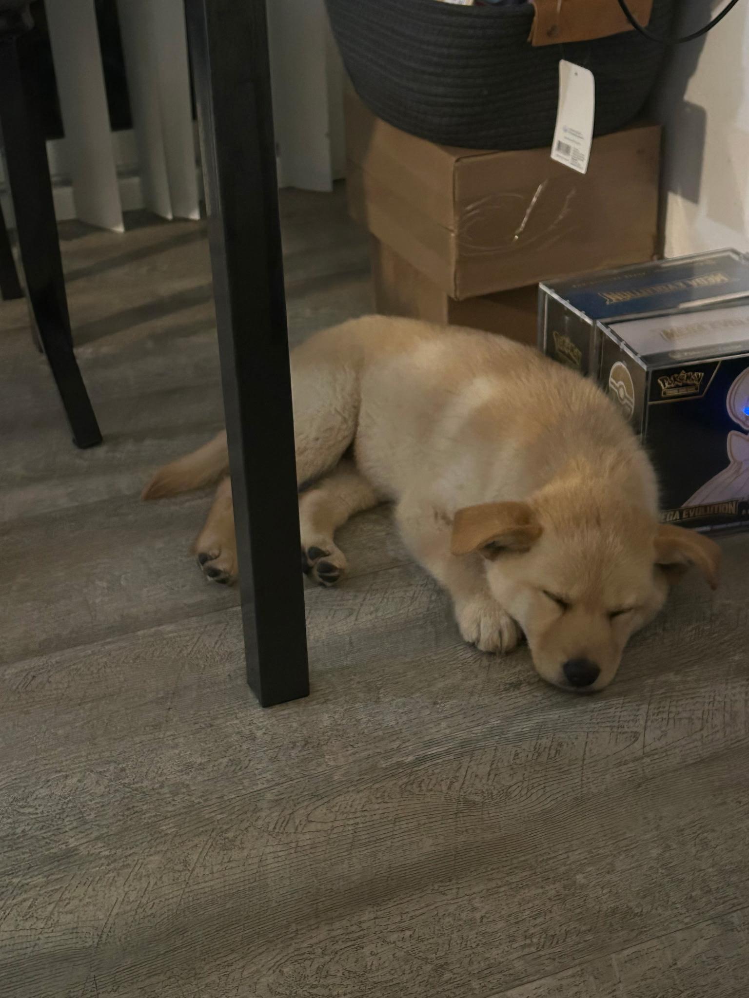 Enlarge Beautiful Gold Puppies for adoption, an adopted mixed breed in Torrance, CA image 1/3