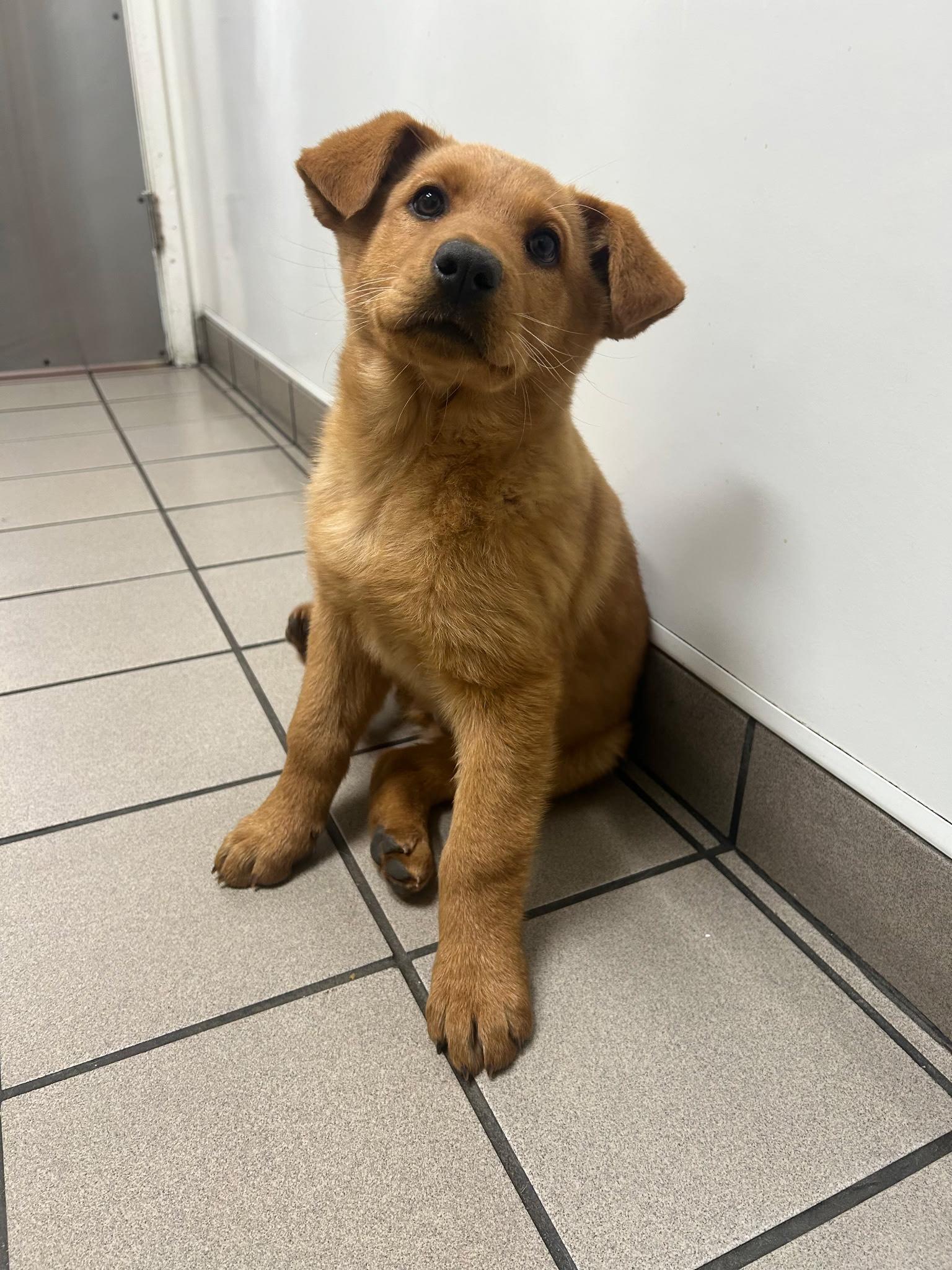 Enlarge Beautiful Gold Puppies for adoption, an adopted mixed breed in Torrance, CA image 2/3