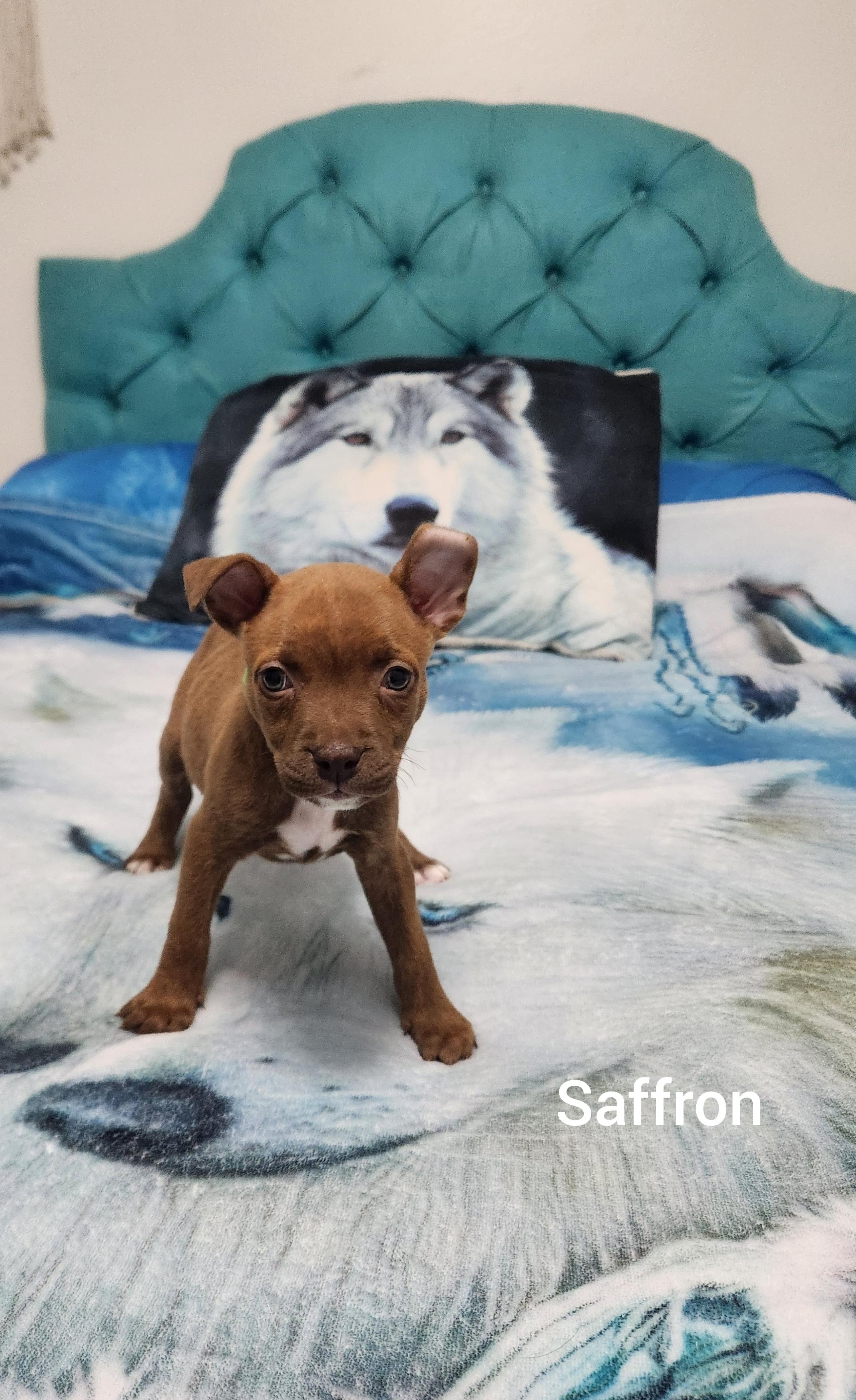 Saffron ( Orlando Fl), a ADOPTABLE mixed breed in Orlando, FL image 2/4
