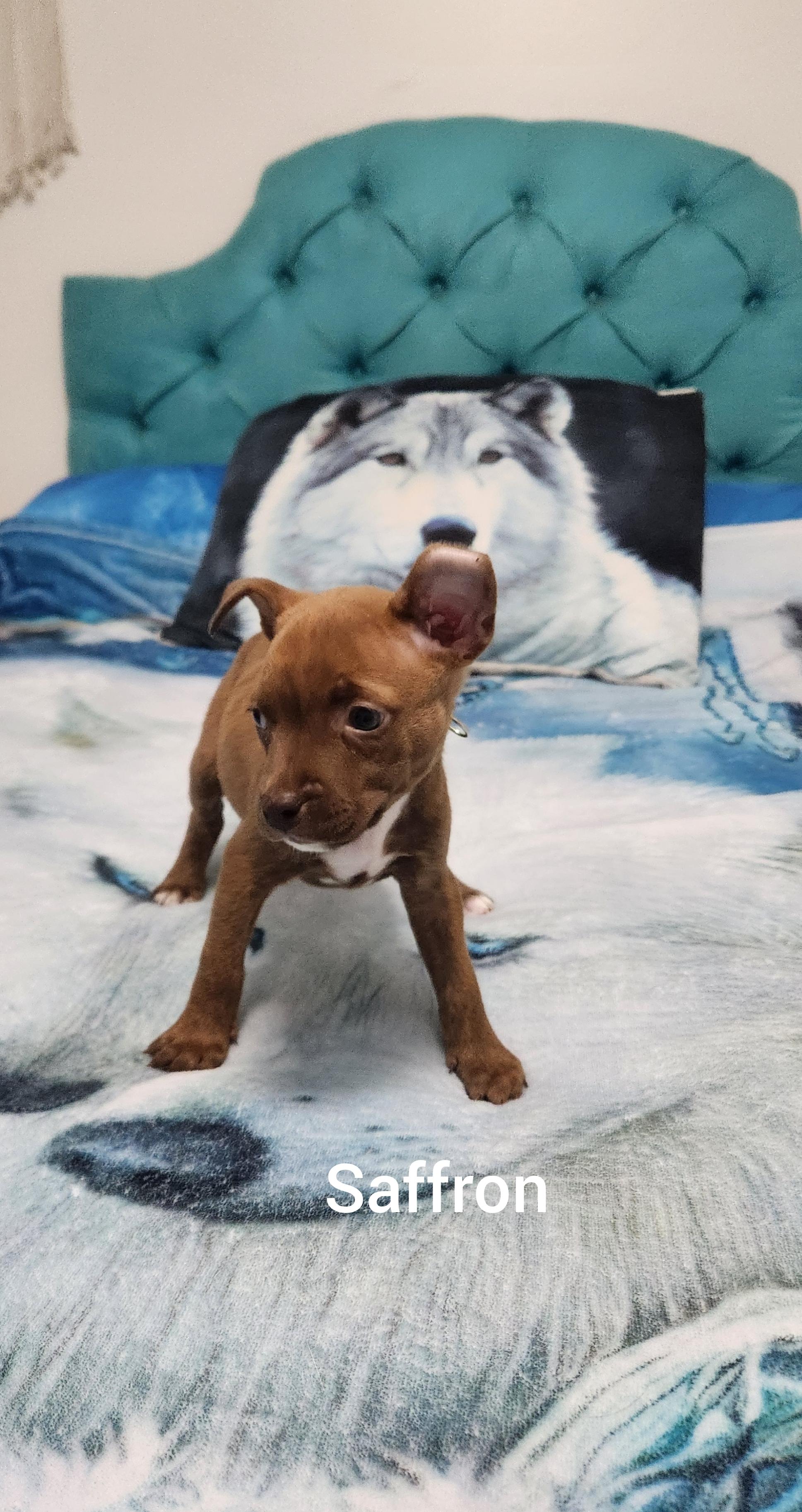 Saffron ( Orlando Fl), a ADOPTABLE mixed breed in Orlando, FL image 1/4