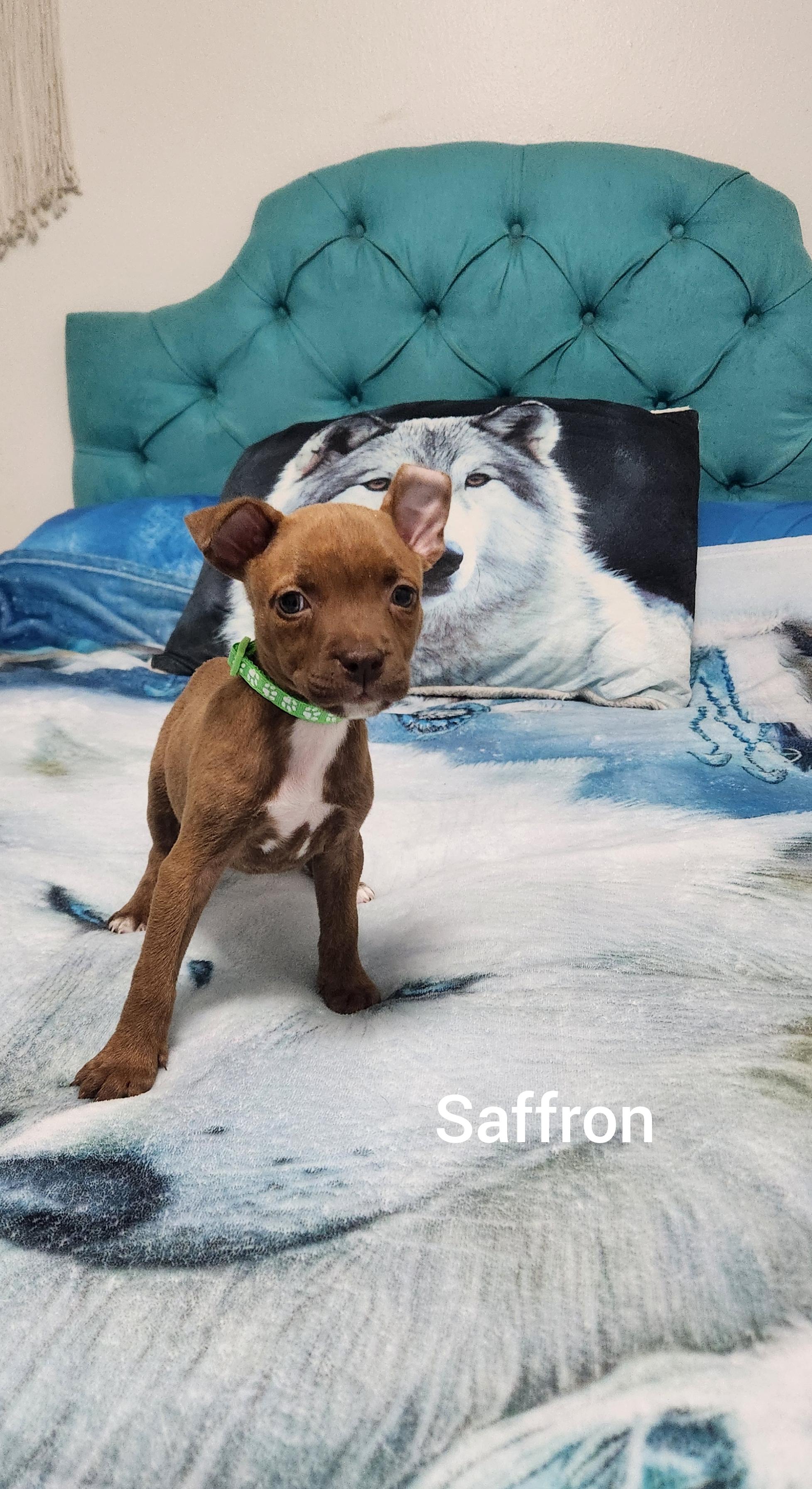 Saffron ( Orlando Fl), a ADOPTABLE mixed breed in Orlando, FL image 4/4