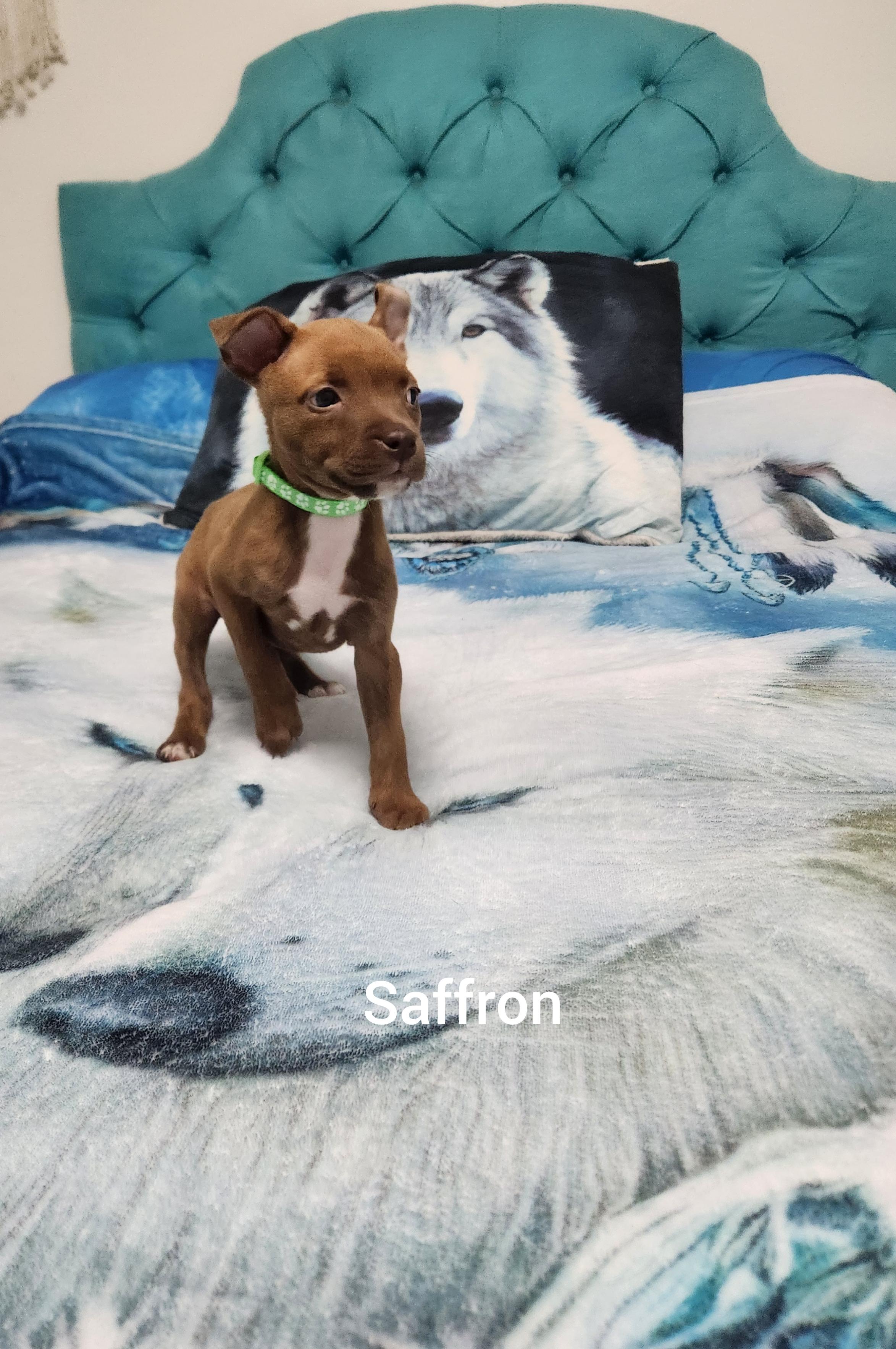 Saffron ( Orlando Fl), a ADOPTABLE mixed breed in Orlando, FL image 3/4