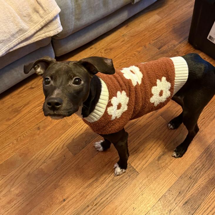 Sadie, Adoptable, Adult Female Mixed Breed.