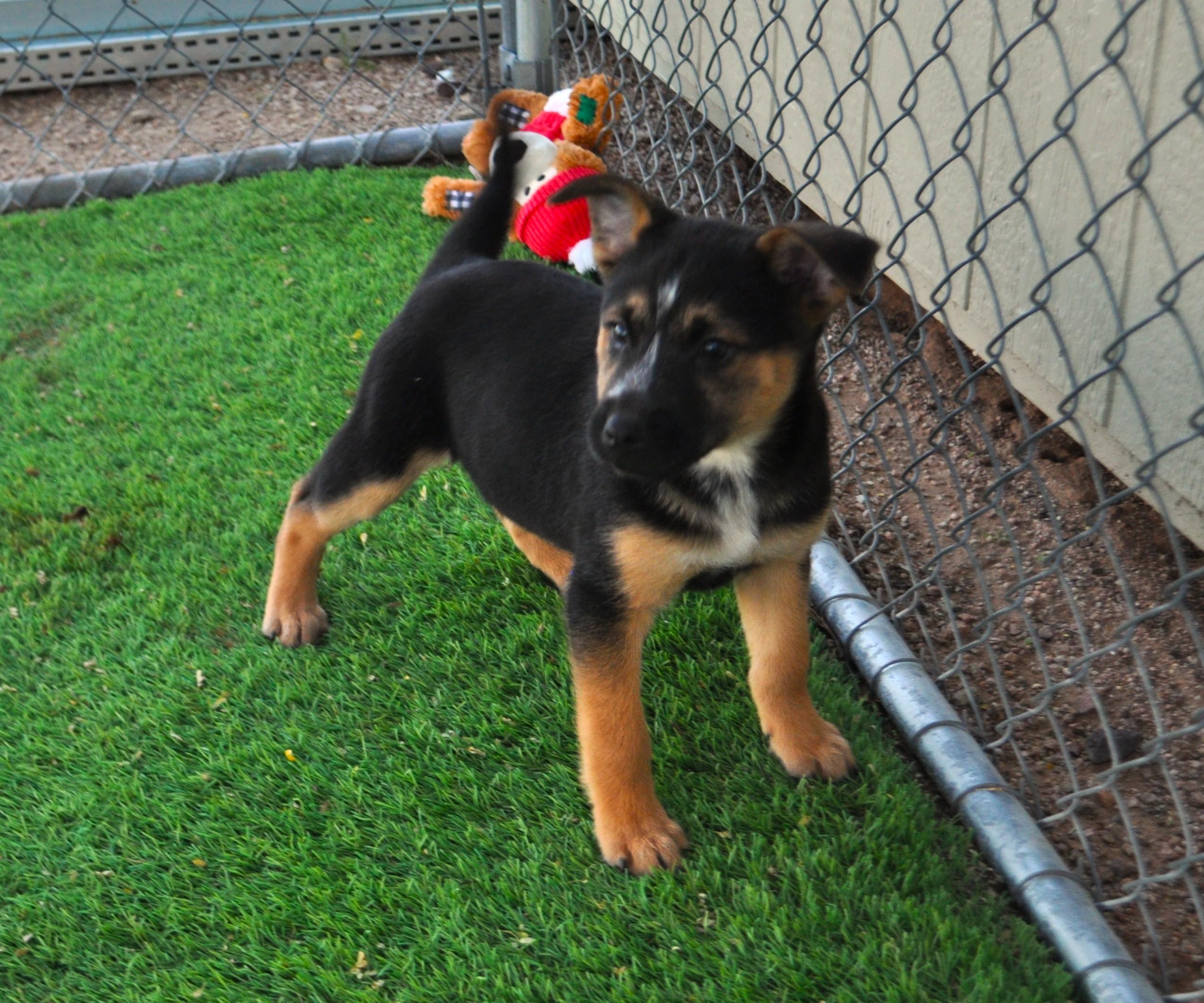 Beanie, ADOPTABLE, Puppy Female Labrador Retriever & German Shepherd Dog.