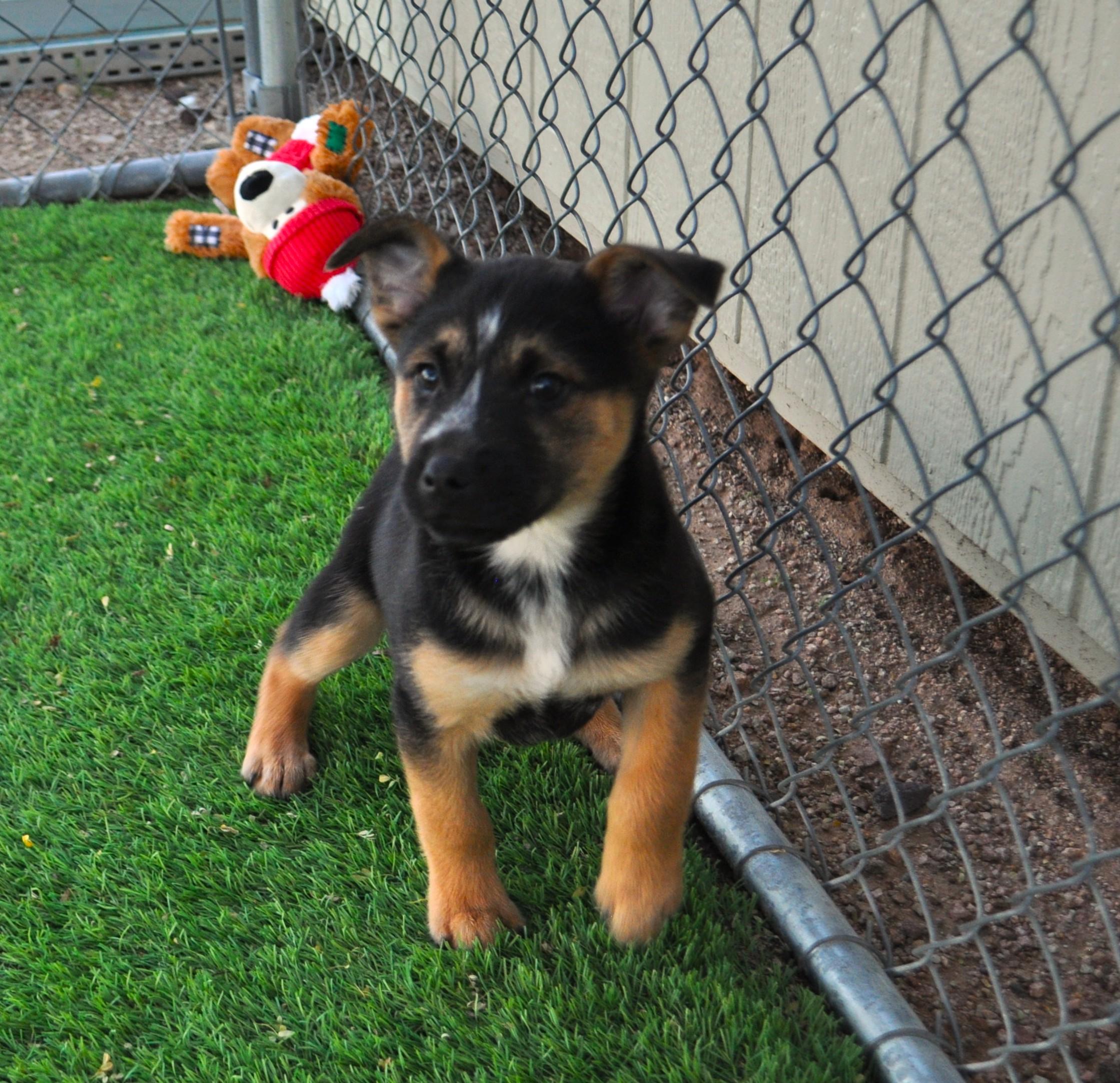 Beanie, a ADOPTABLE mixed breed in Apache Junction, AZ image 2/6