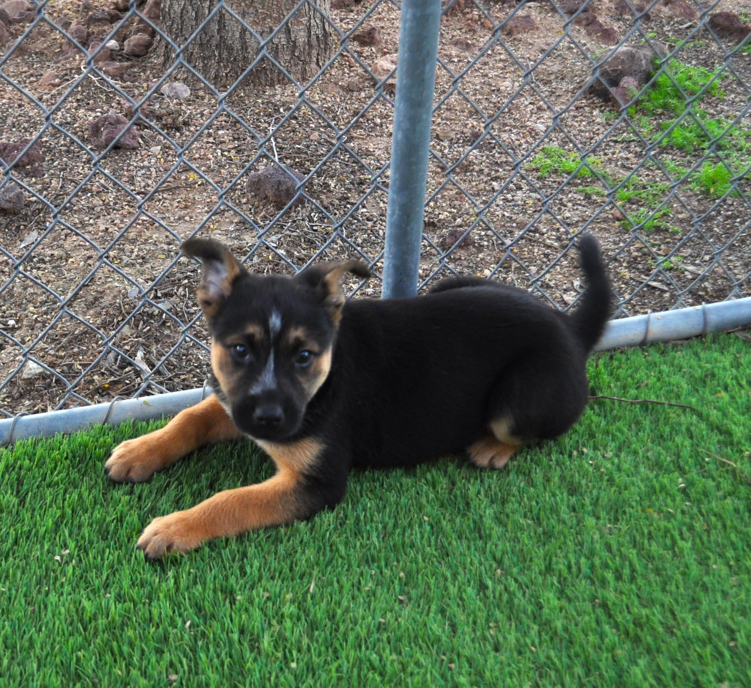 Beanie, a ADOPTABLE mixed breed in Apache Junction, AZ image 3/6