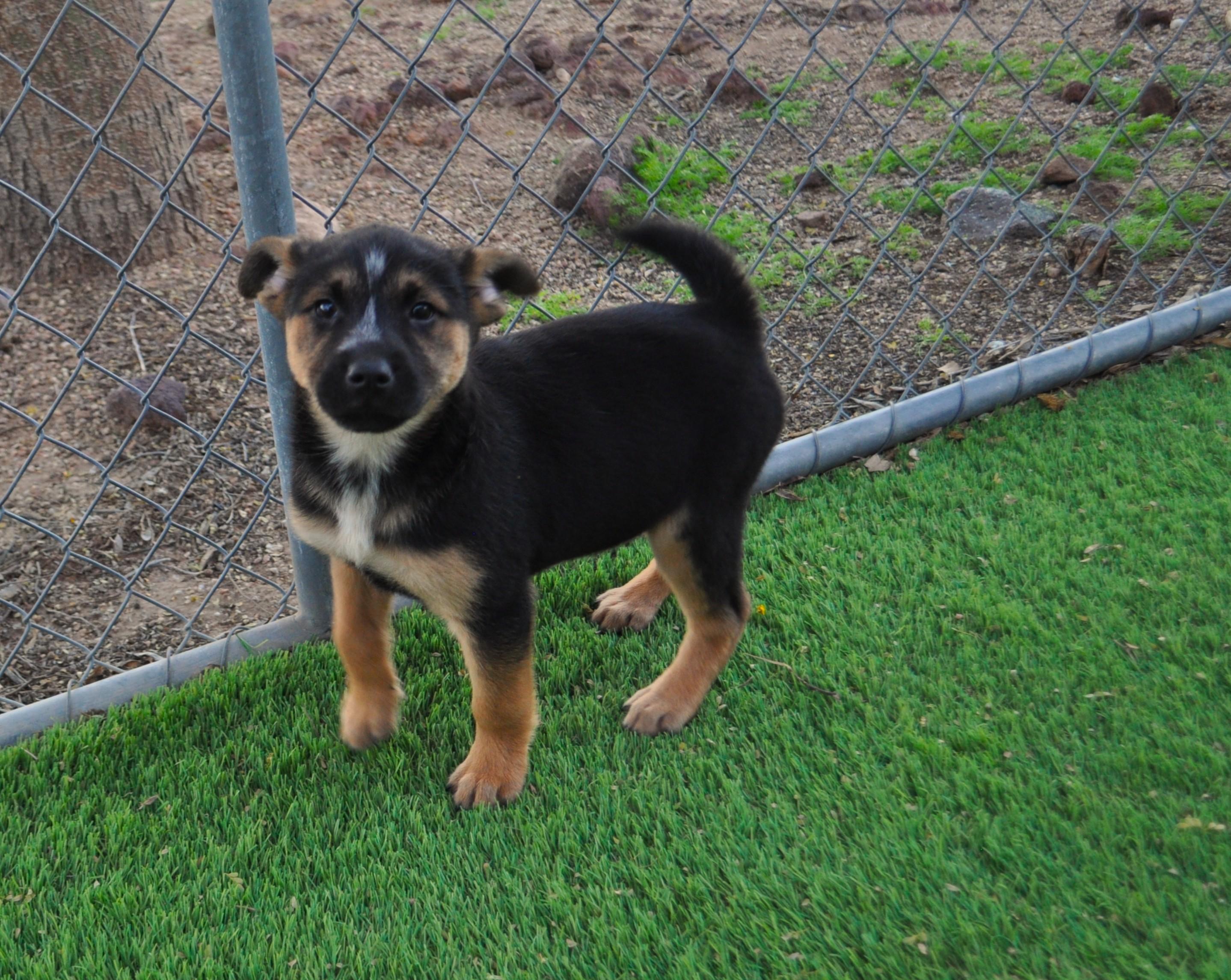 Beanie, a ADOPTABLE mixed breed in Apache Junction, AZ image 4/6