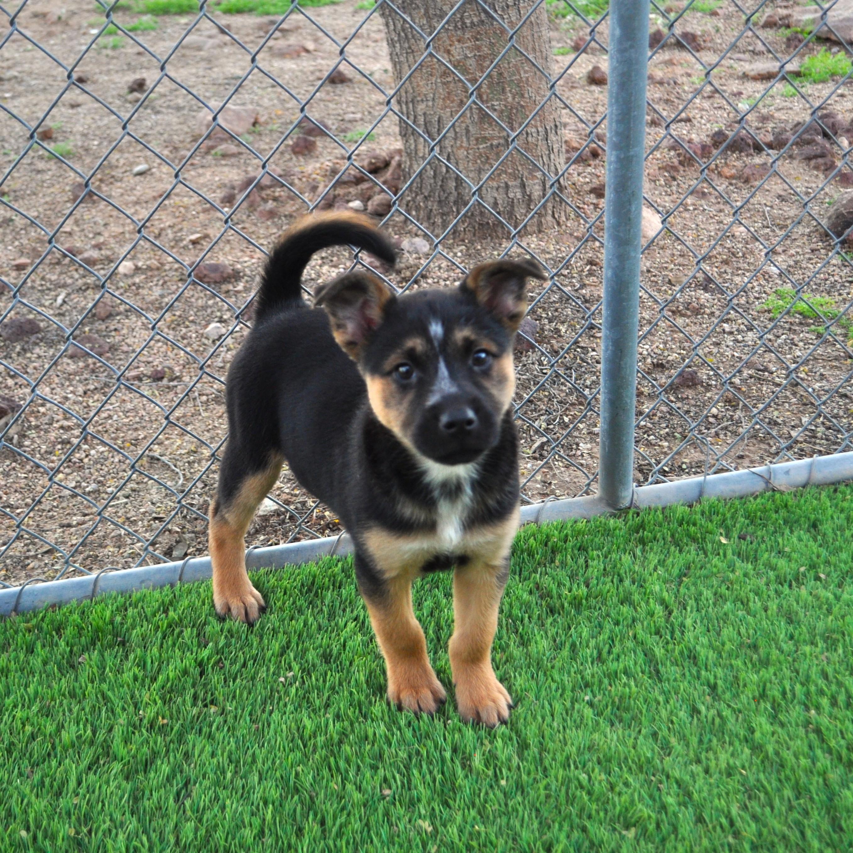 Beanie, a ADOPTABLE mixed breed in Apache Junction, AZ image 5/6