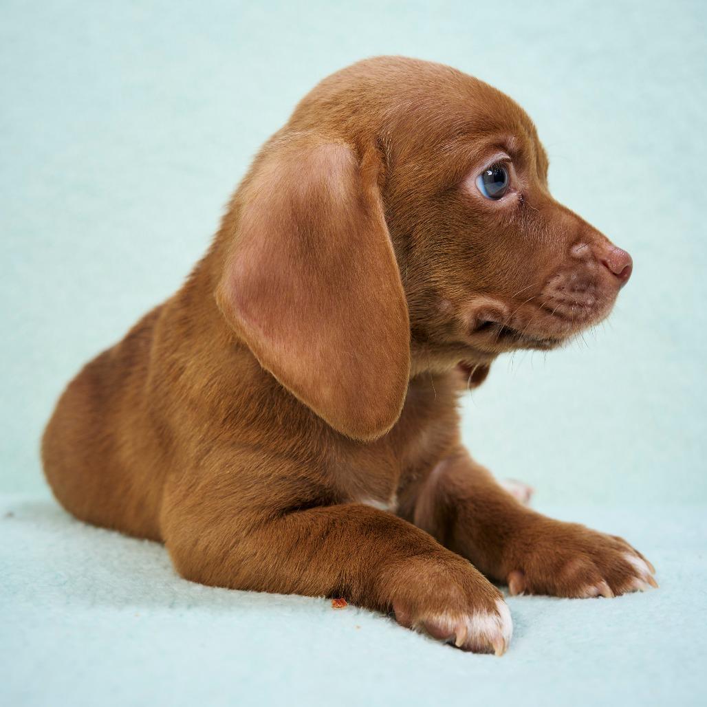 Magic, Adoptable, Puppy Male Terrier & Mixed Breed.
