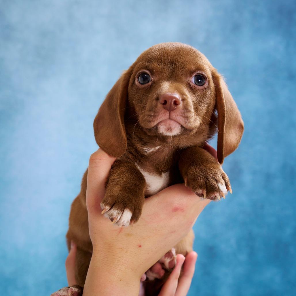 Enlarge Magic, a Adoptable mixed breed in Chaska, MN image 2/5