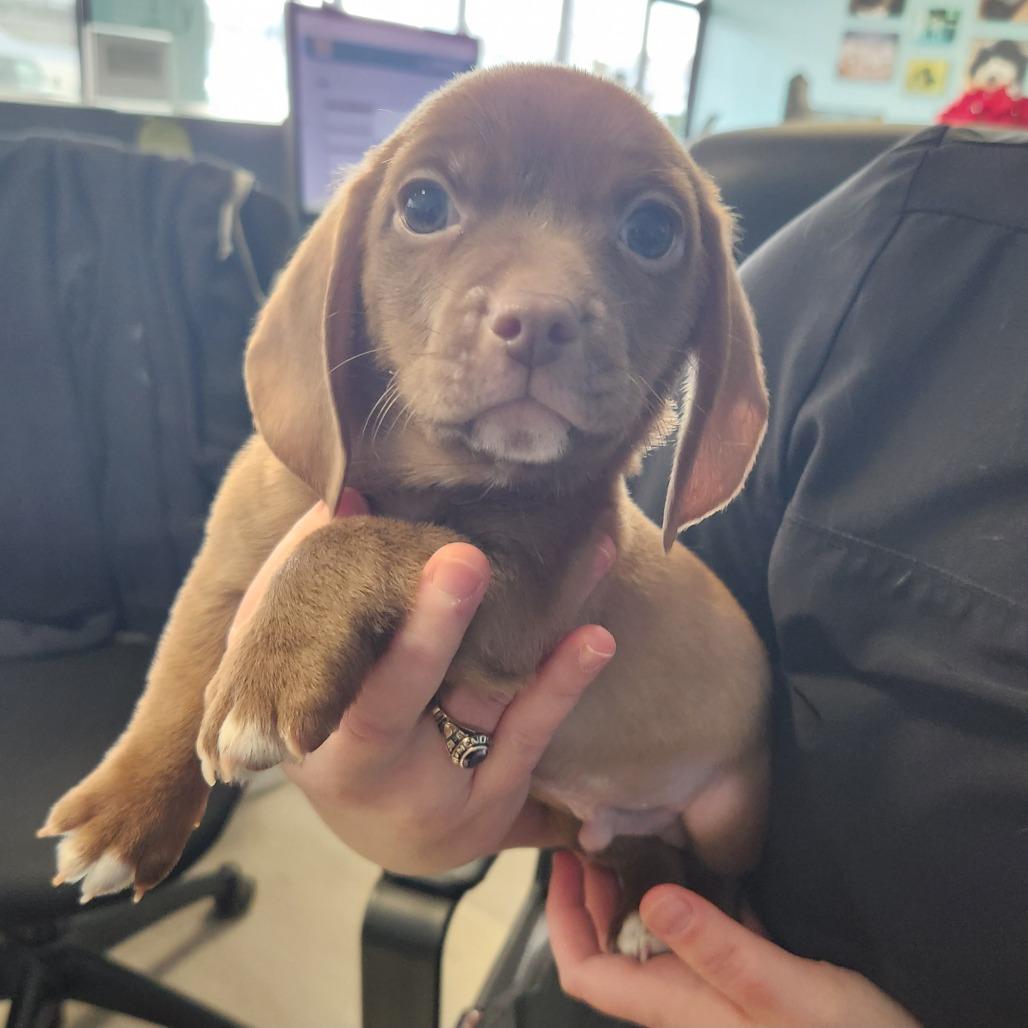 Enlarge Magic, a Adoptable mixed breed in Chaska, MN image 4/5