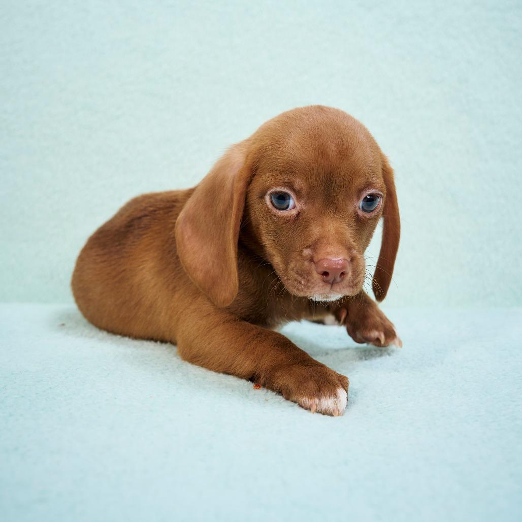 Enlarge Magic, a Adoptable mixed breed in Chaska, MN image 5/5