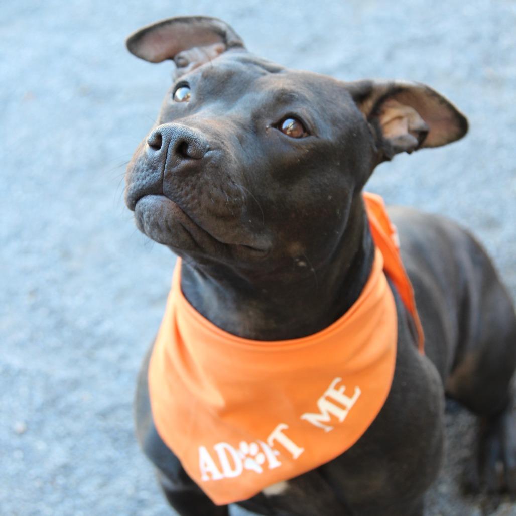 LeFou, a Adoptable Mixed Breed in Quakertown, PA image 1/6