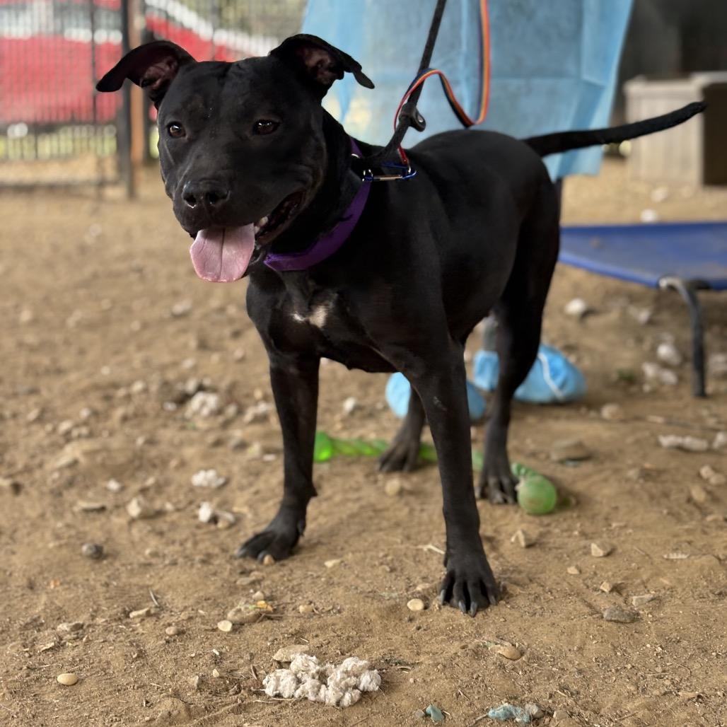 LeFou, a Adoptable Mixed Breed in Quakertown, PA image 2/6