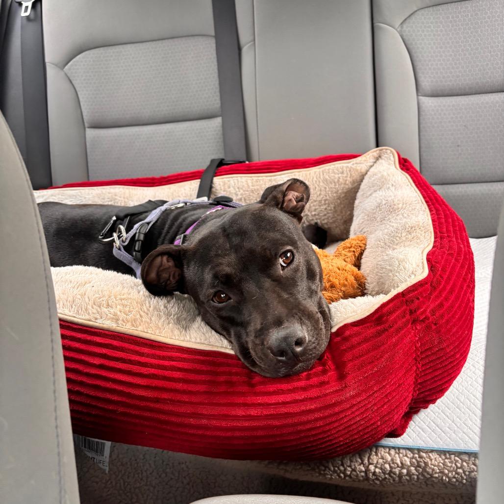 LeFou, a Adoptable Mixed Breed in Quakertown, PA image 3/6