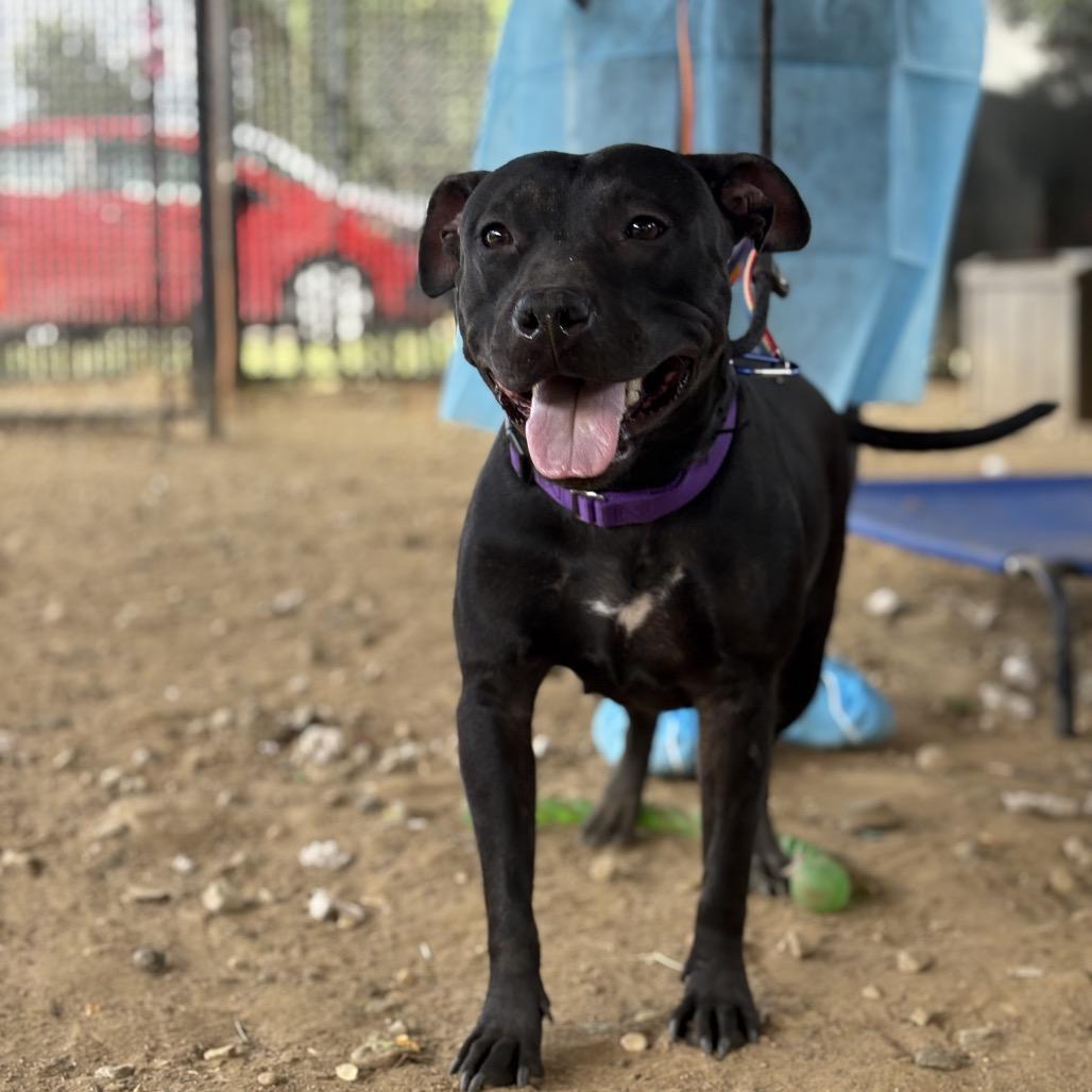 LeFou, a Adoptable Mixed Breed in Quakertown, PA image 4/6