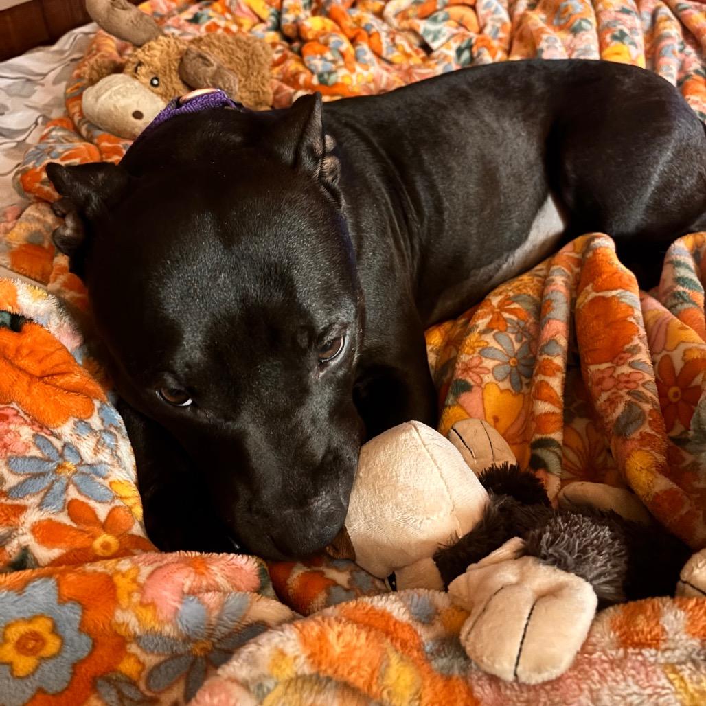 LeFou, a Adoptable Mixed Breed in Quakertown, PA image 5/6