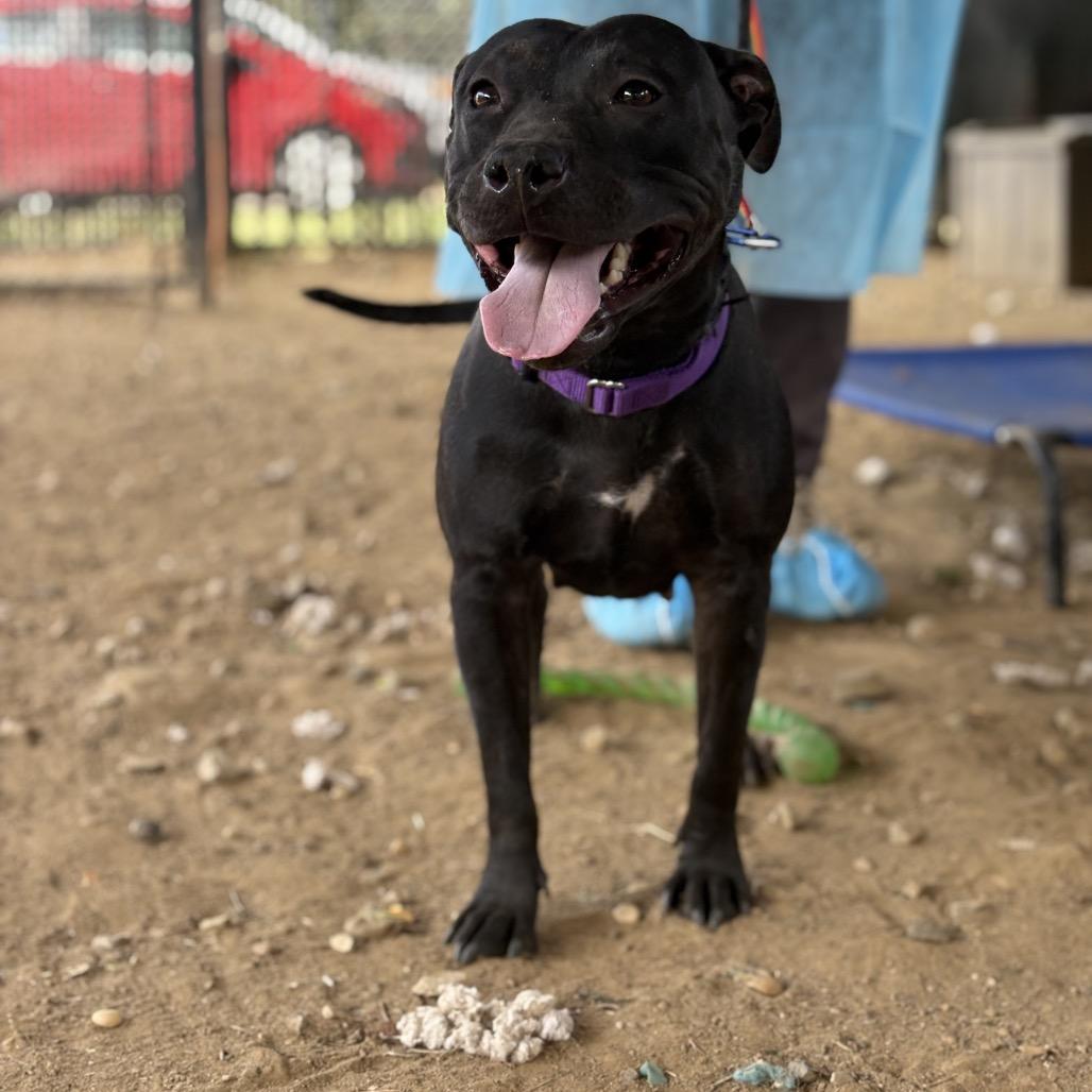 LeFou, a Adoptable Mixed Breed in Quakertown, PA image 6/6