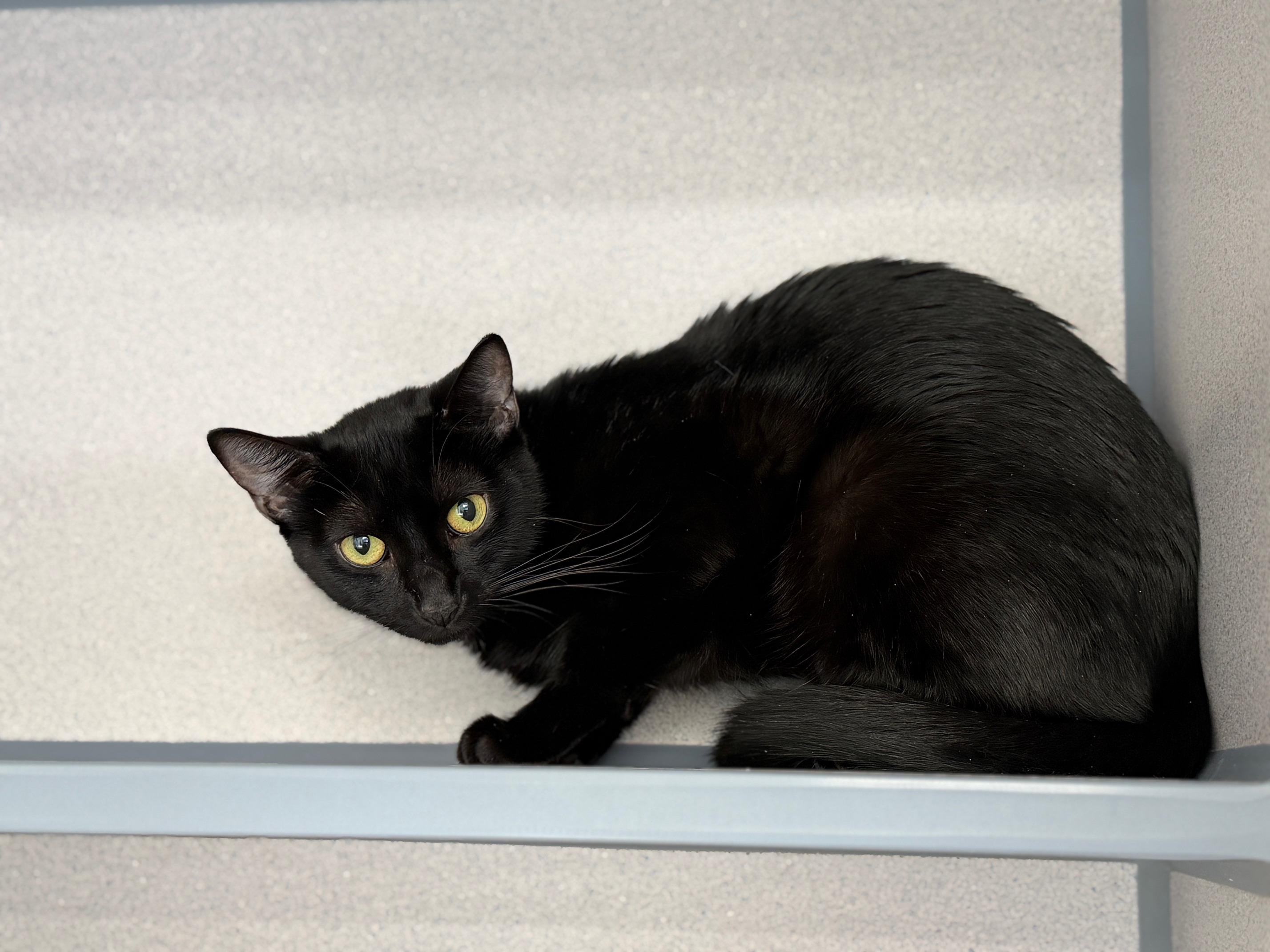 Enlarge Nita, a Adoptable Domestic Short Hair in Gardnerville, NV image 4/4