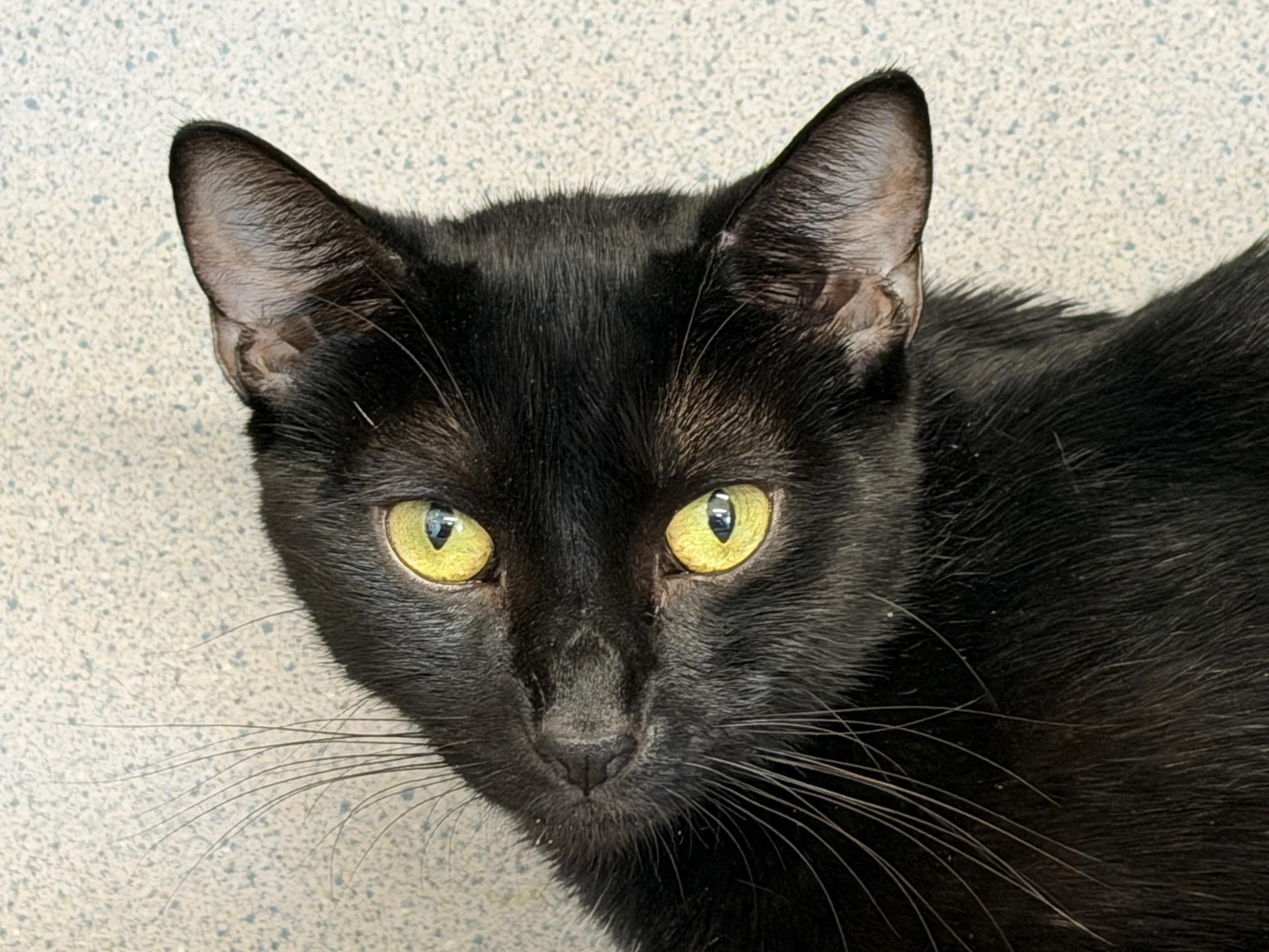 Enlarge Nita, a Adoptable Domestic Short Hair in Gardnerville, NV image 1/4