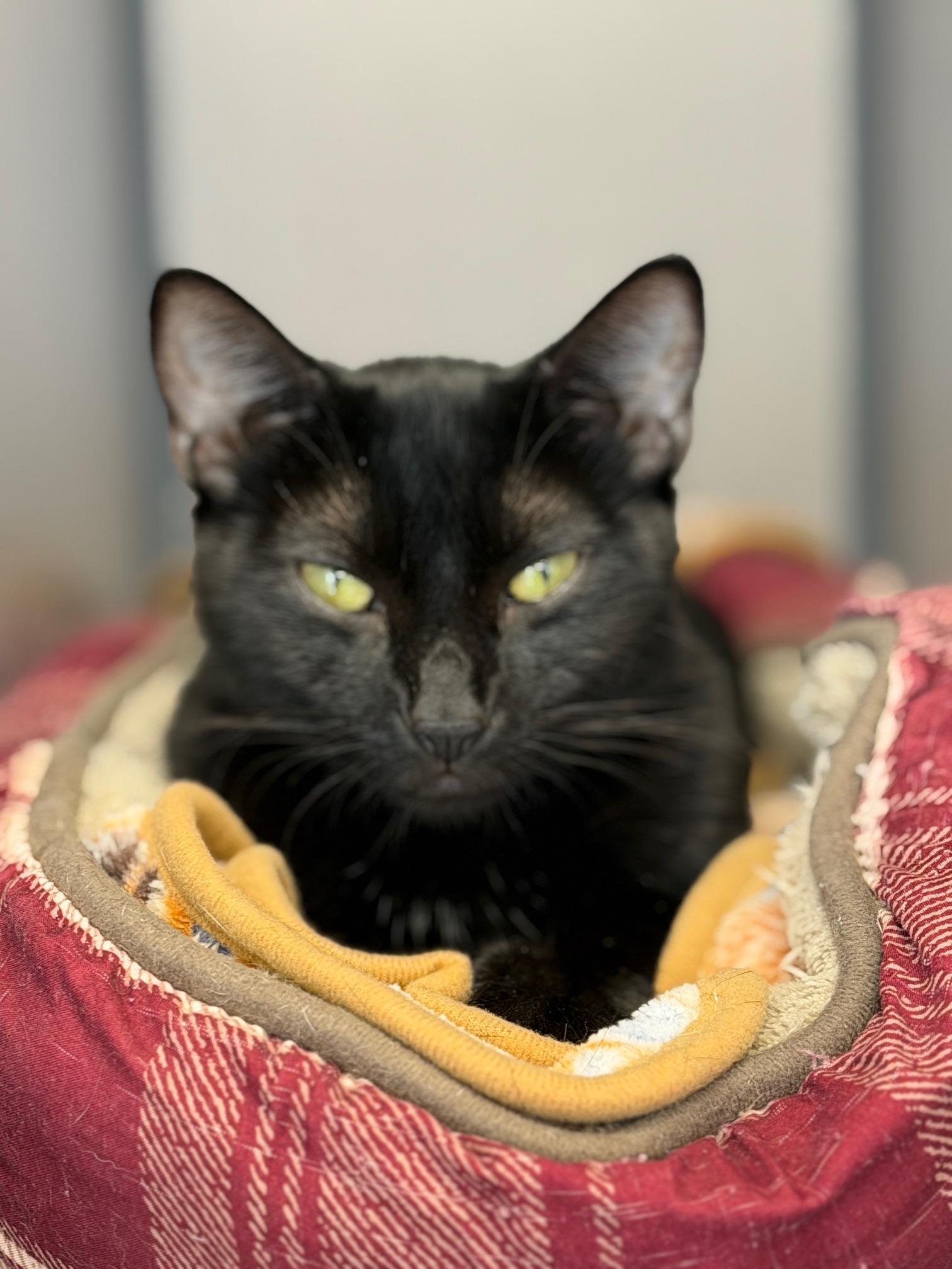 Enlarge Nita, a Adoptable Domestic Short Hair in Gardnerville, NV image 2/4