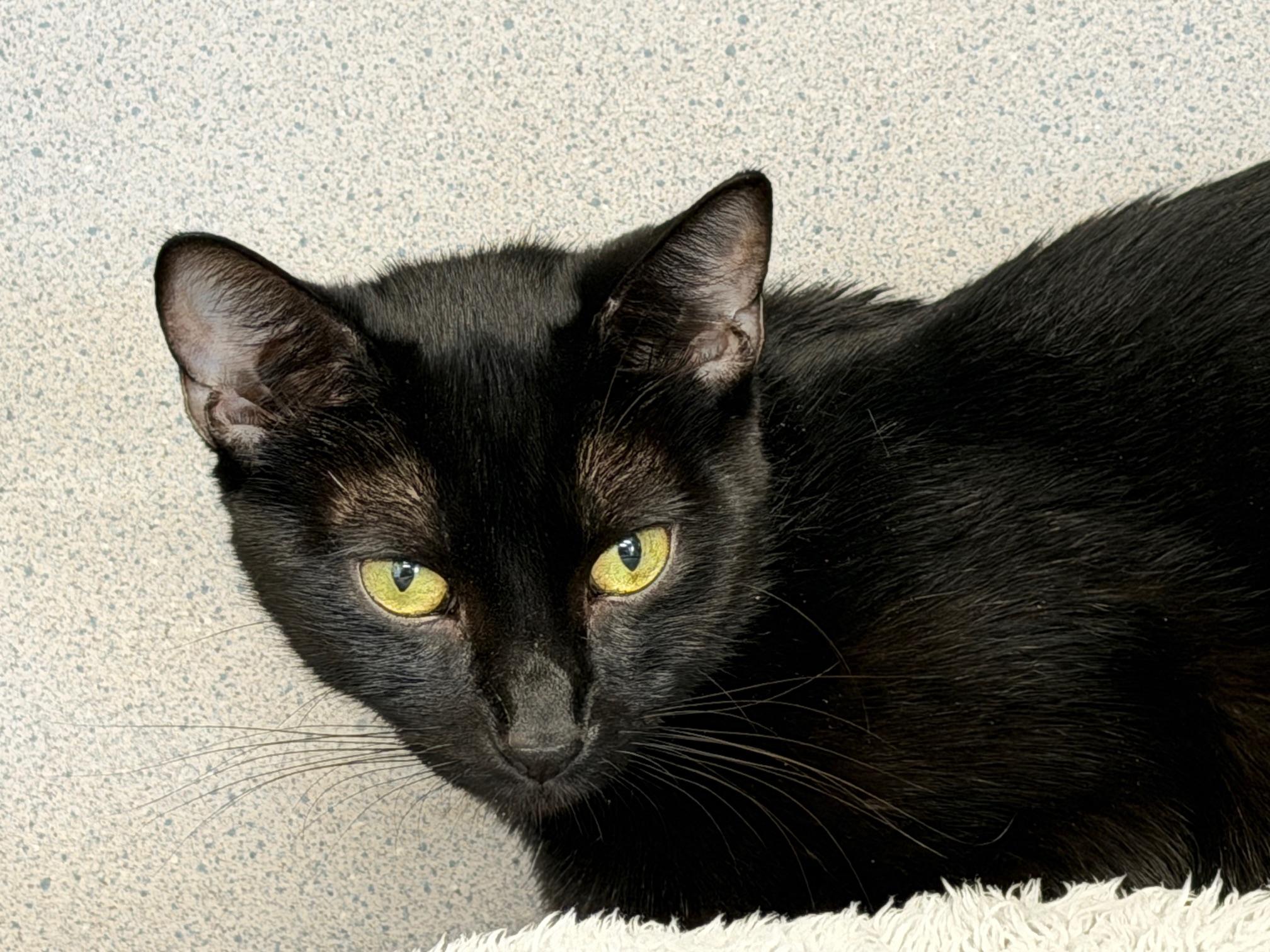 Enlarge Nita, a Adoptable Domestic Short Hair in Gardnerville, NV image 3/4