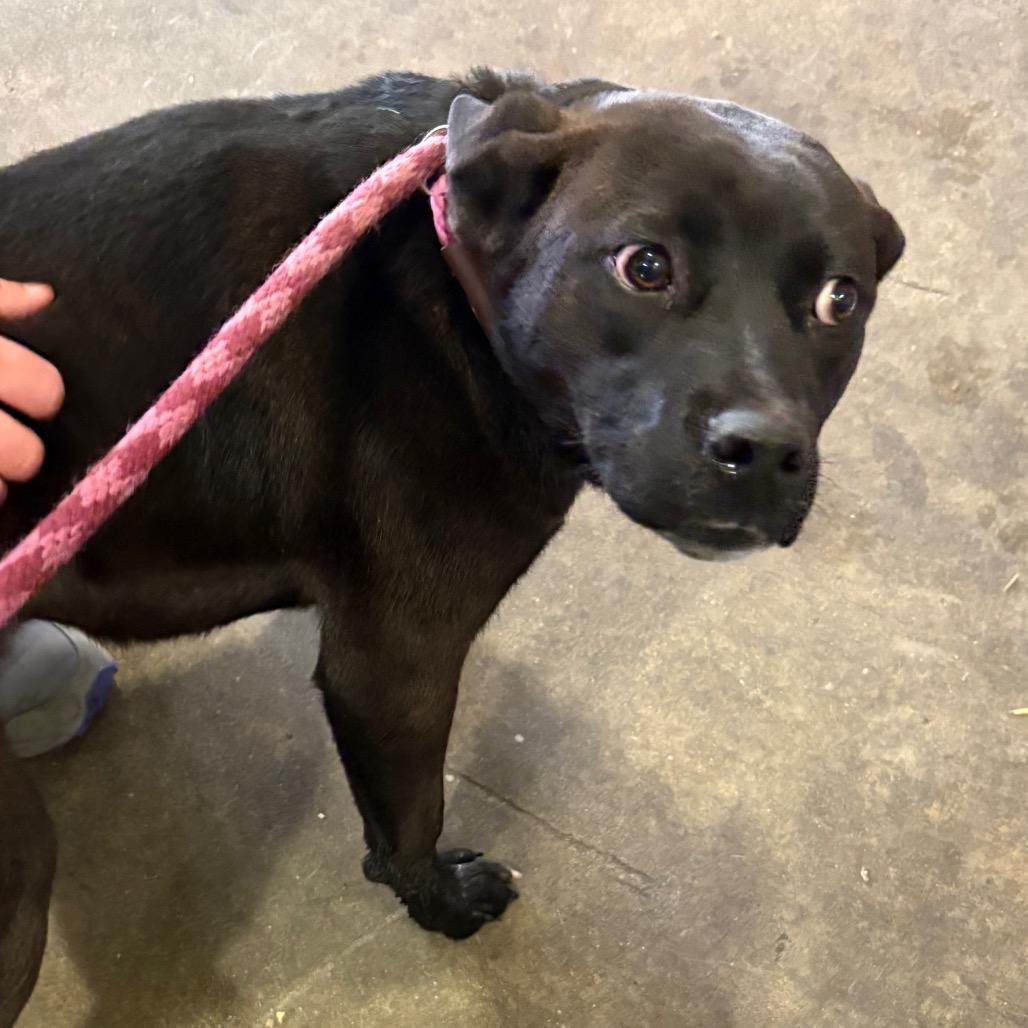 Missy — thumbnail 4