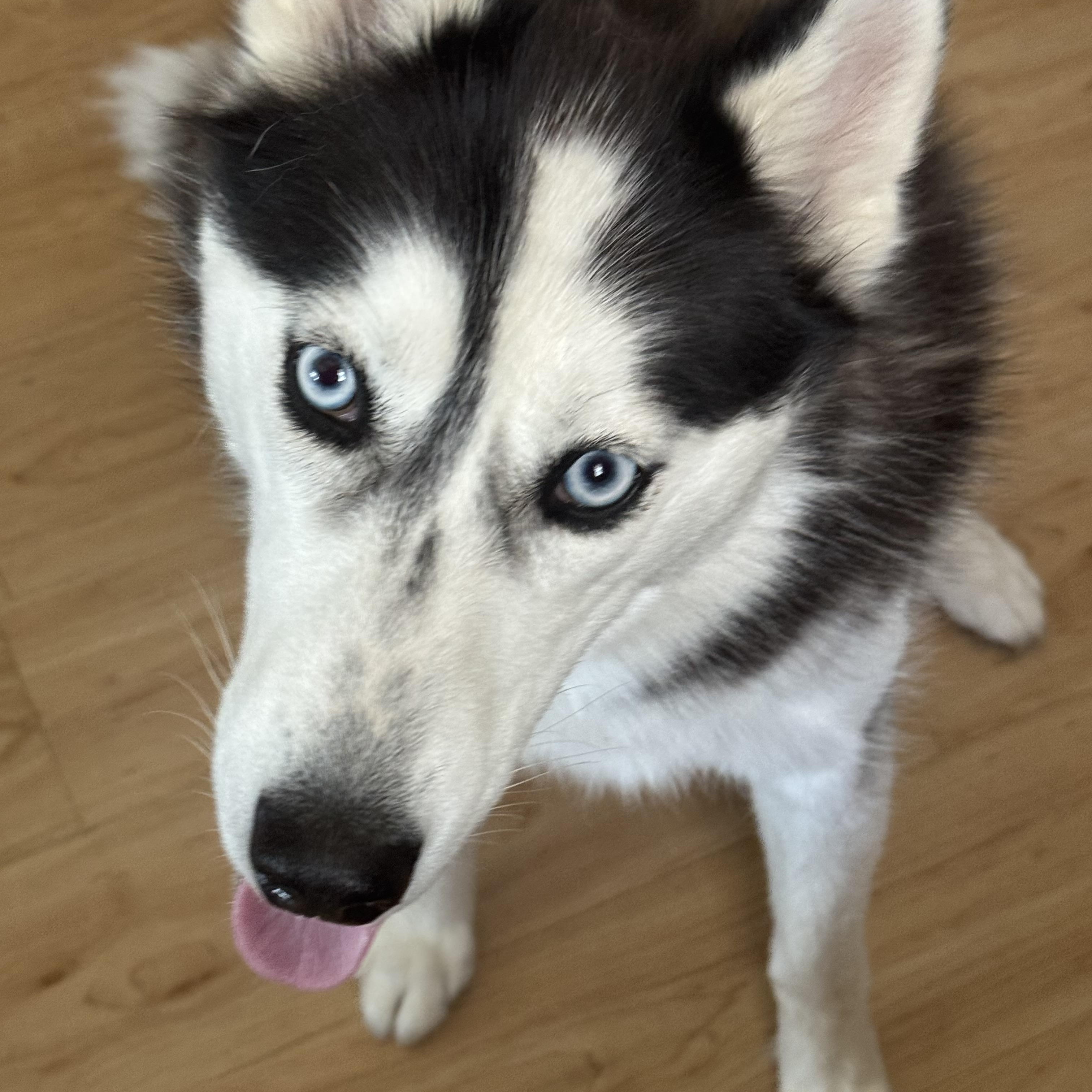 Enlarge Maya, a Adoptable Husky in Flushing, NY image 1/1