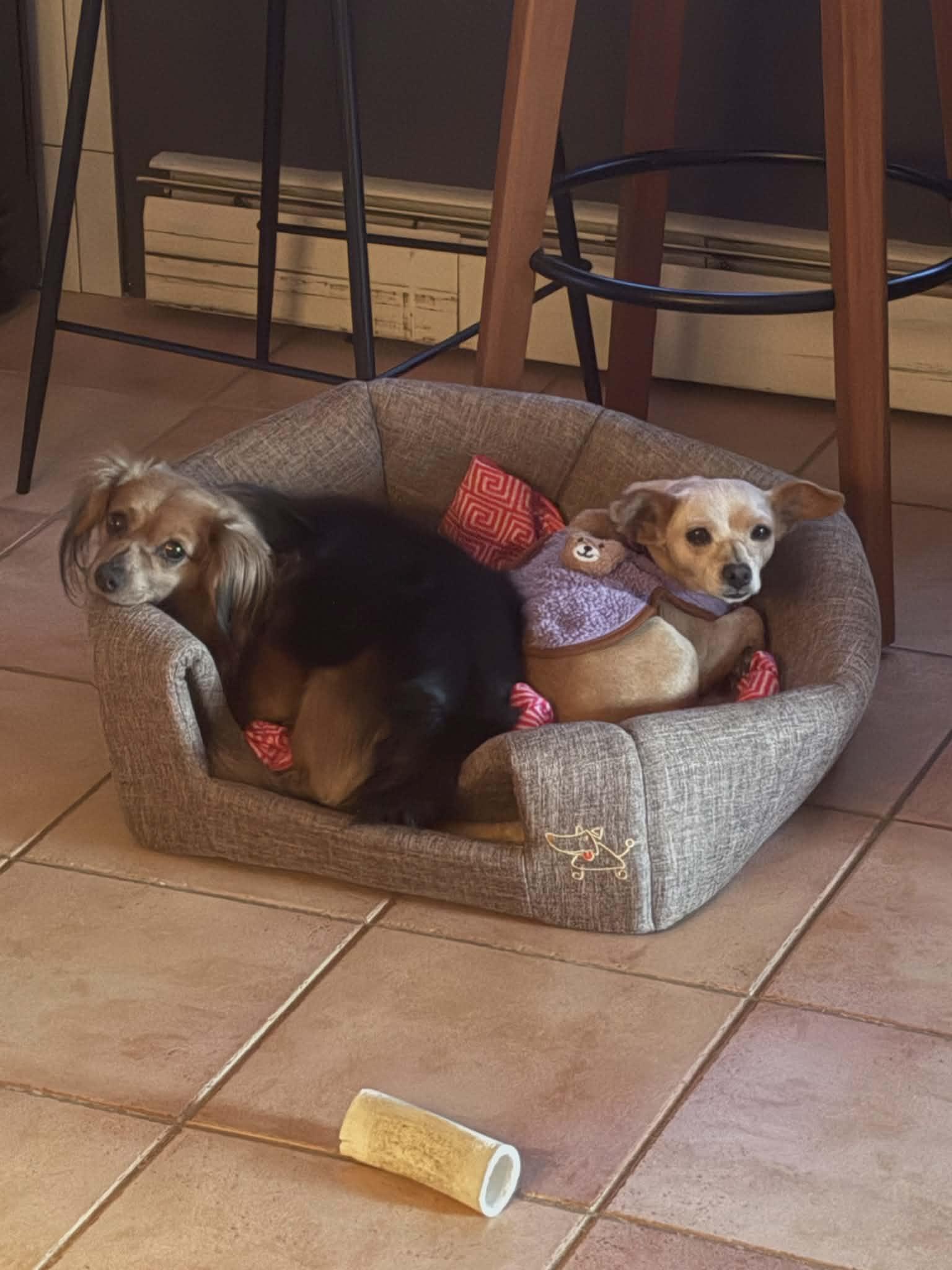 Leo & Hazel **Bonded Pair**, Adoptable, Adult Male Dachshund.