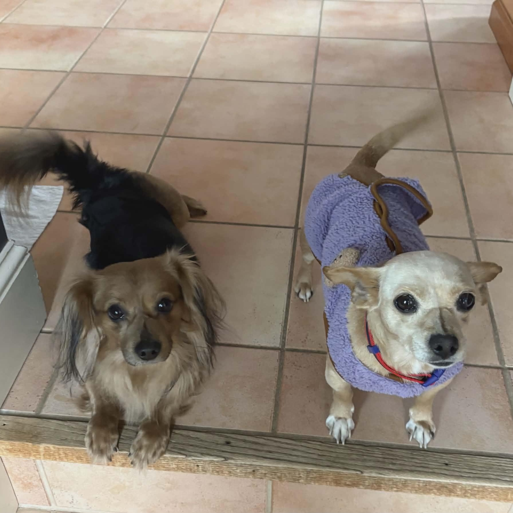 Leo & Hazel **Bonded Pair**, Adoptable, Adult Male Dachshund.