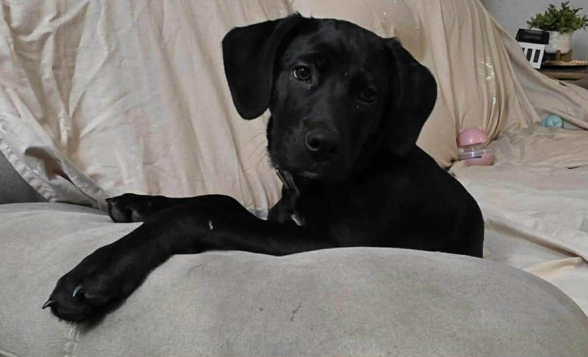 Pixel, Adoptable, Puppy Female Black Labrador Retriever.