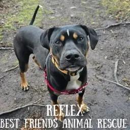 Reflex, a Adoptable American Bulldog in Wasilla, AK image 1/6