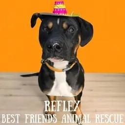 Reflex, a Adoptable American Bulldog in Wasilla, AK image 2/6