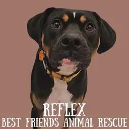 Reflex, a Adoptable American Bulldog in Wasilla, AK image 3/6
