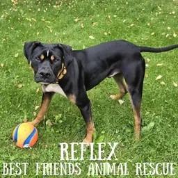 Reflex, a Adoptable American Bulldog in Wasilla, AK image 4/6