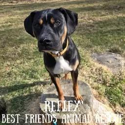 Reflex, a Adoptable American Bulldog in Wasilla, AK image 5/6