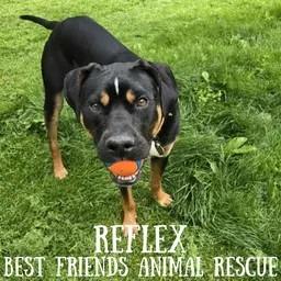 Reflex, a Adoptable American Bulldog in Wasilla, AK image 6/6