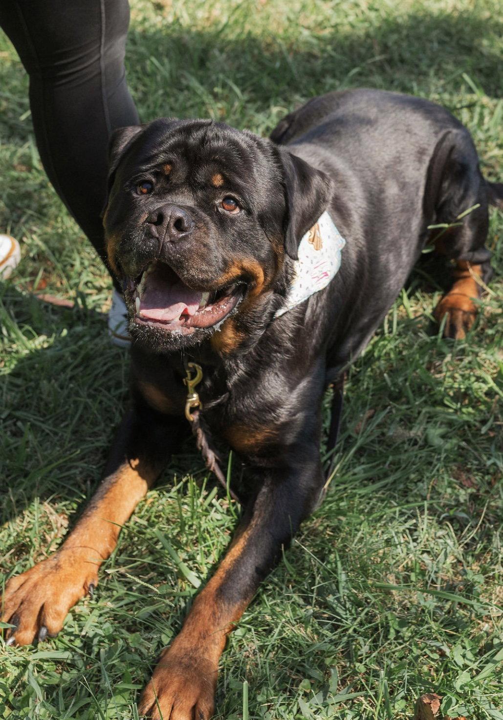 Big Poppa, Adoptable, Adult Male Rottweiler.