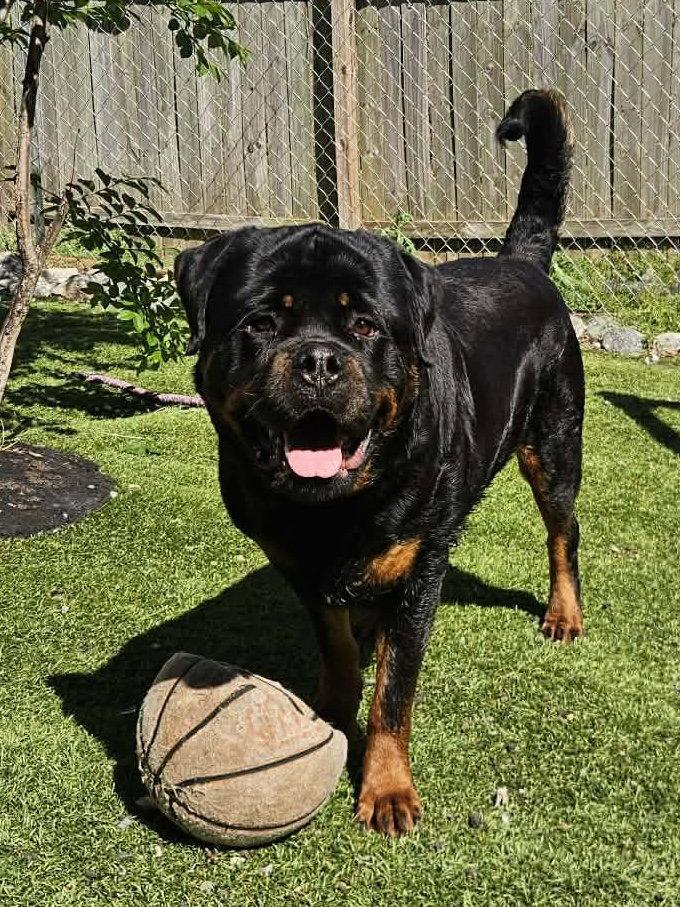 Big Poppa, Adoptable, Adult Male Rottweiler.
