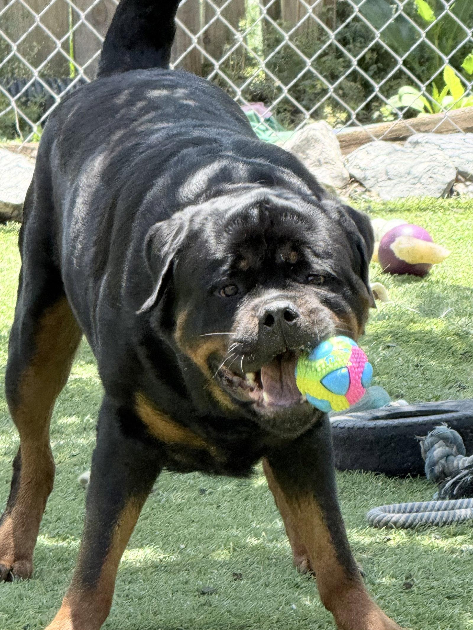 Enlarge Big Poppa, a Adoptable Rottweiler in Mooresville, NC image 2/3