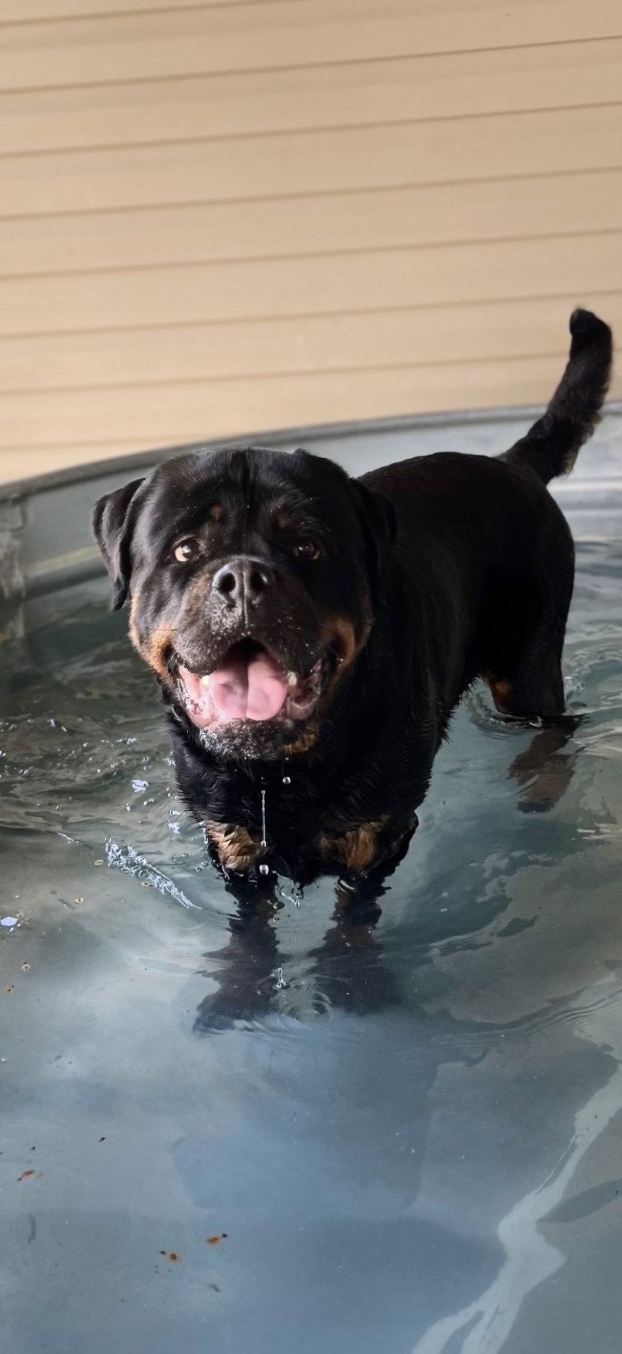 Enlarge Big Poppa, a Adoptable Rottweiler in Mooresville, NC image 3/3