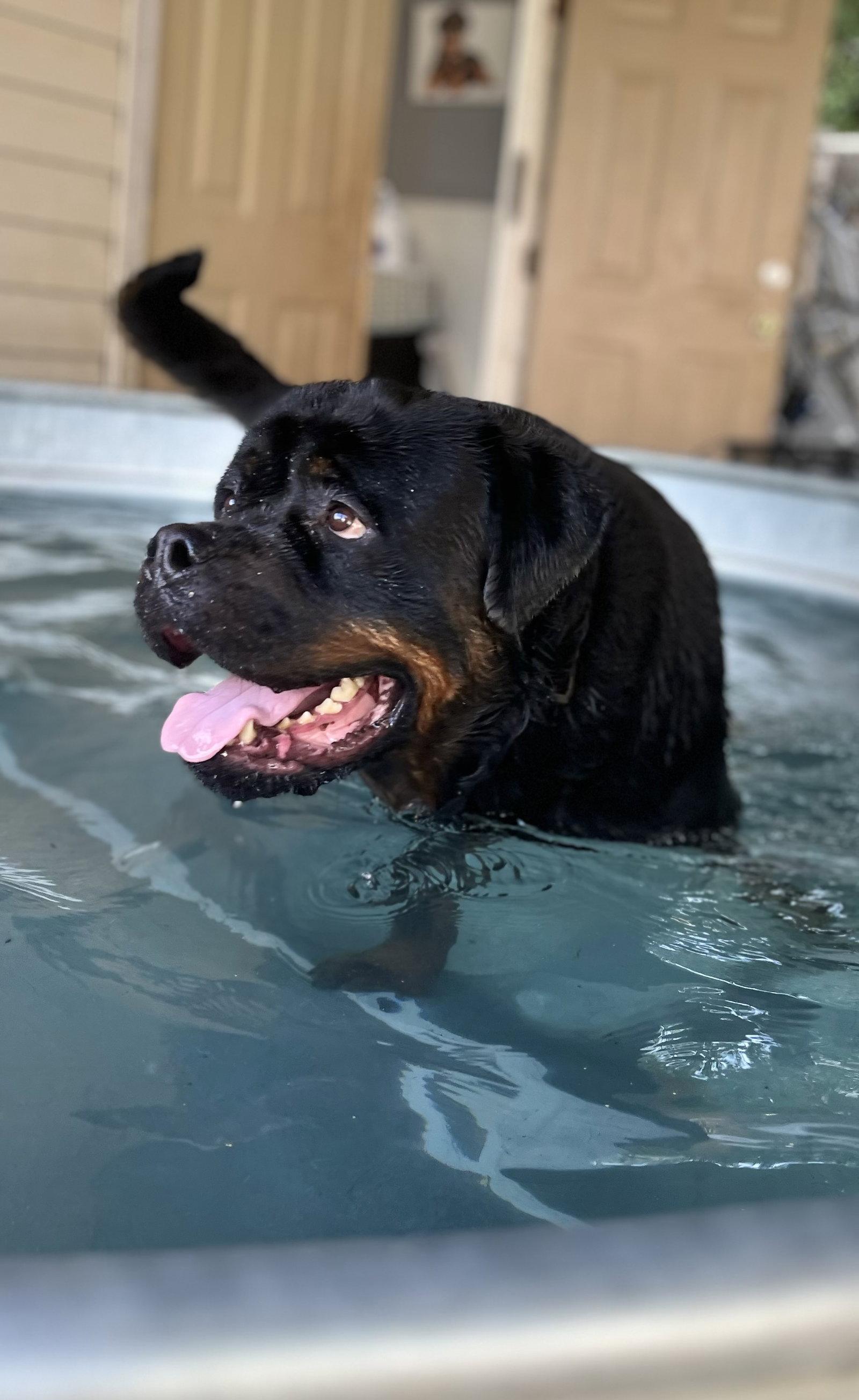 Enlarge Big Poppa, a Adoptable Rottweiler in Mooresville, NC image 3/3