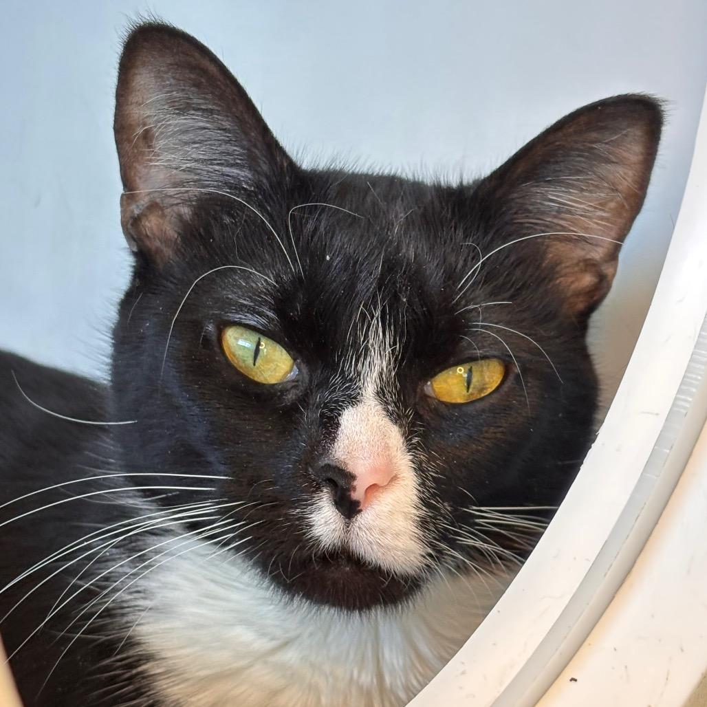 Gypsy, Adoptable, Young Female Domestic Short Hair.